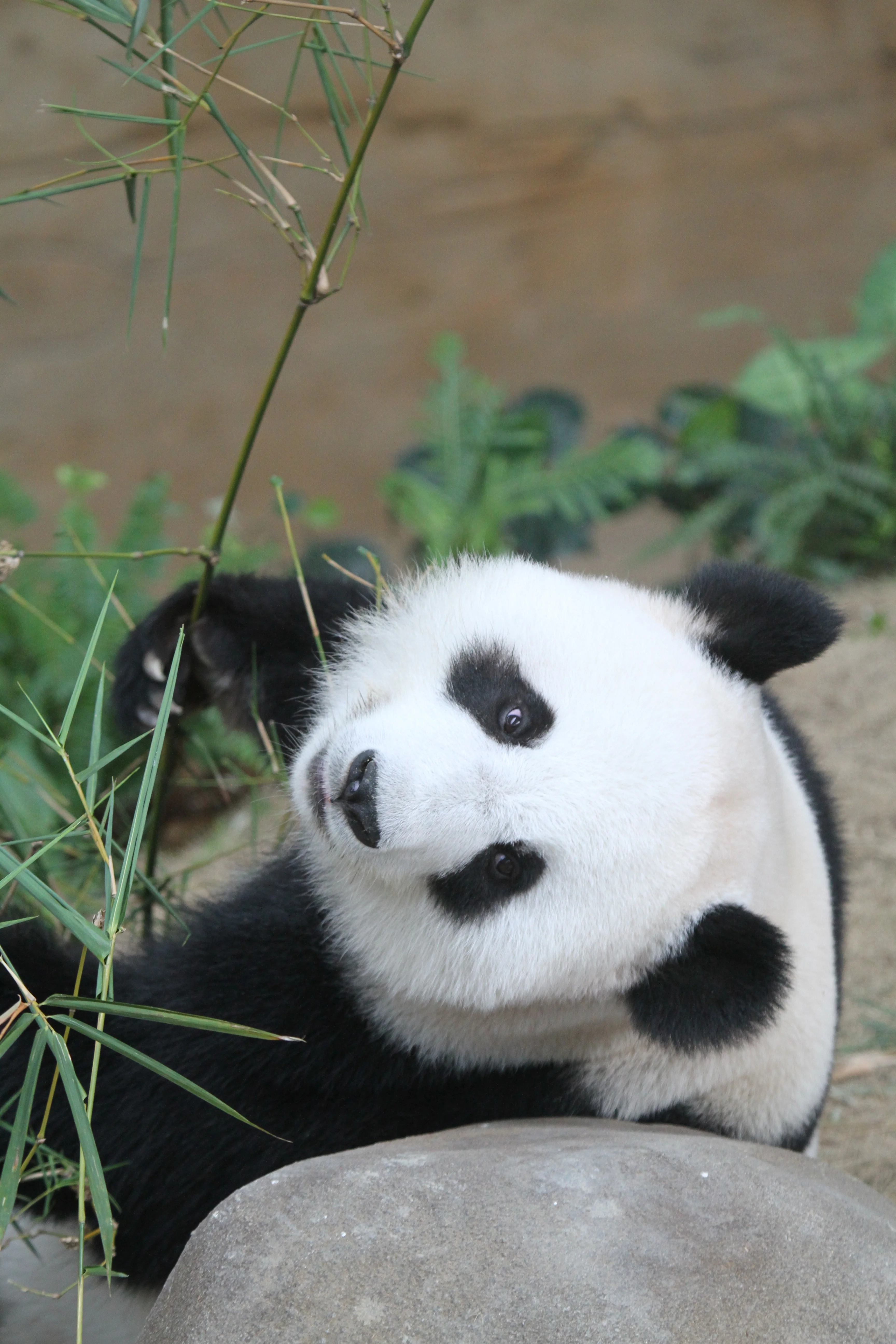Zoo Negara Malaysia