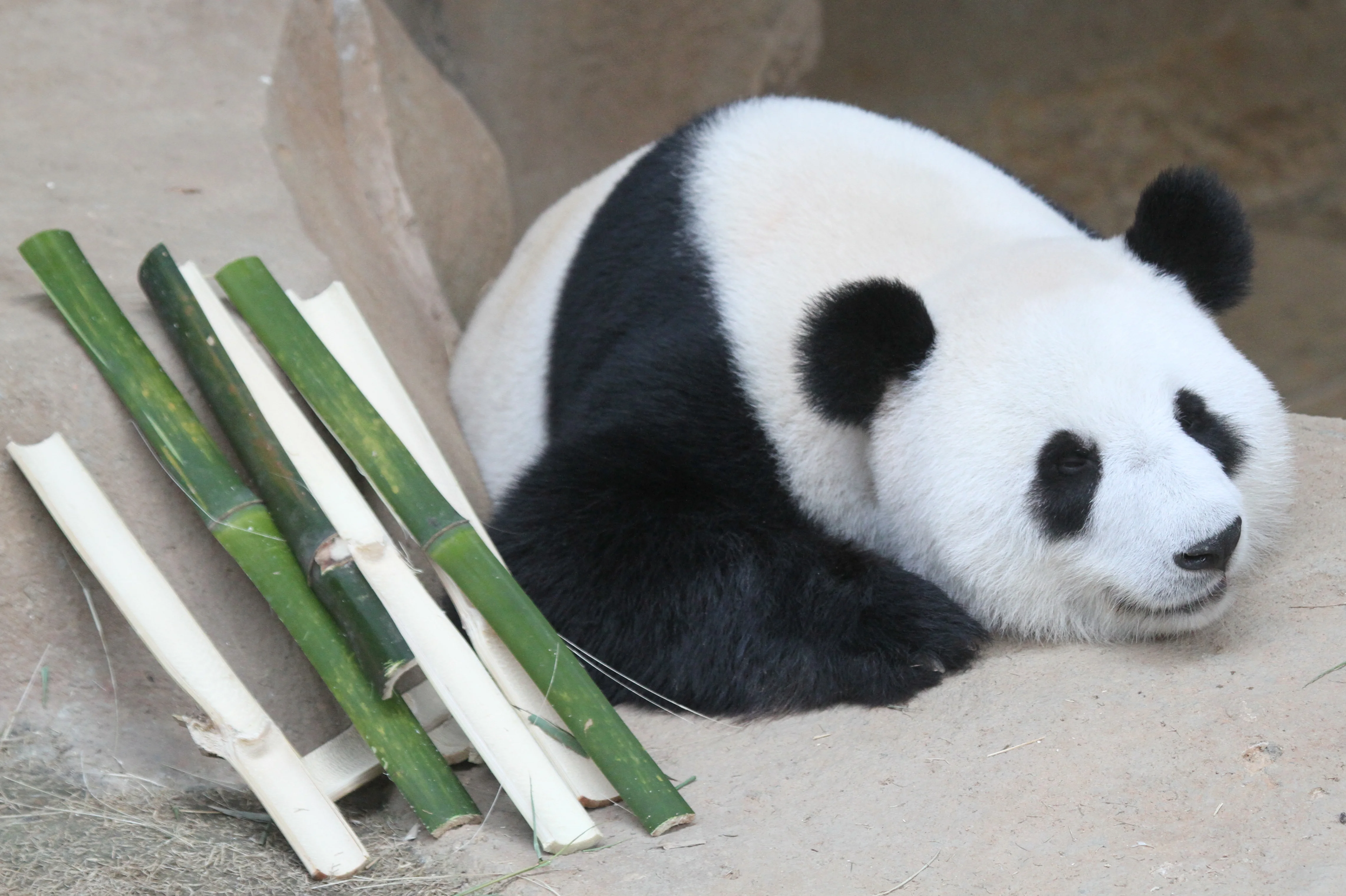 Zoo Negara Malaysia