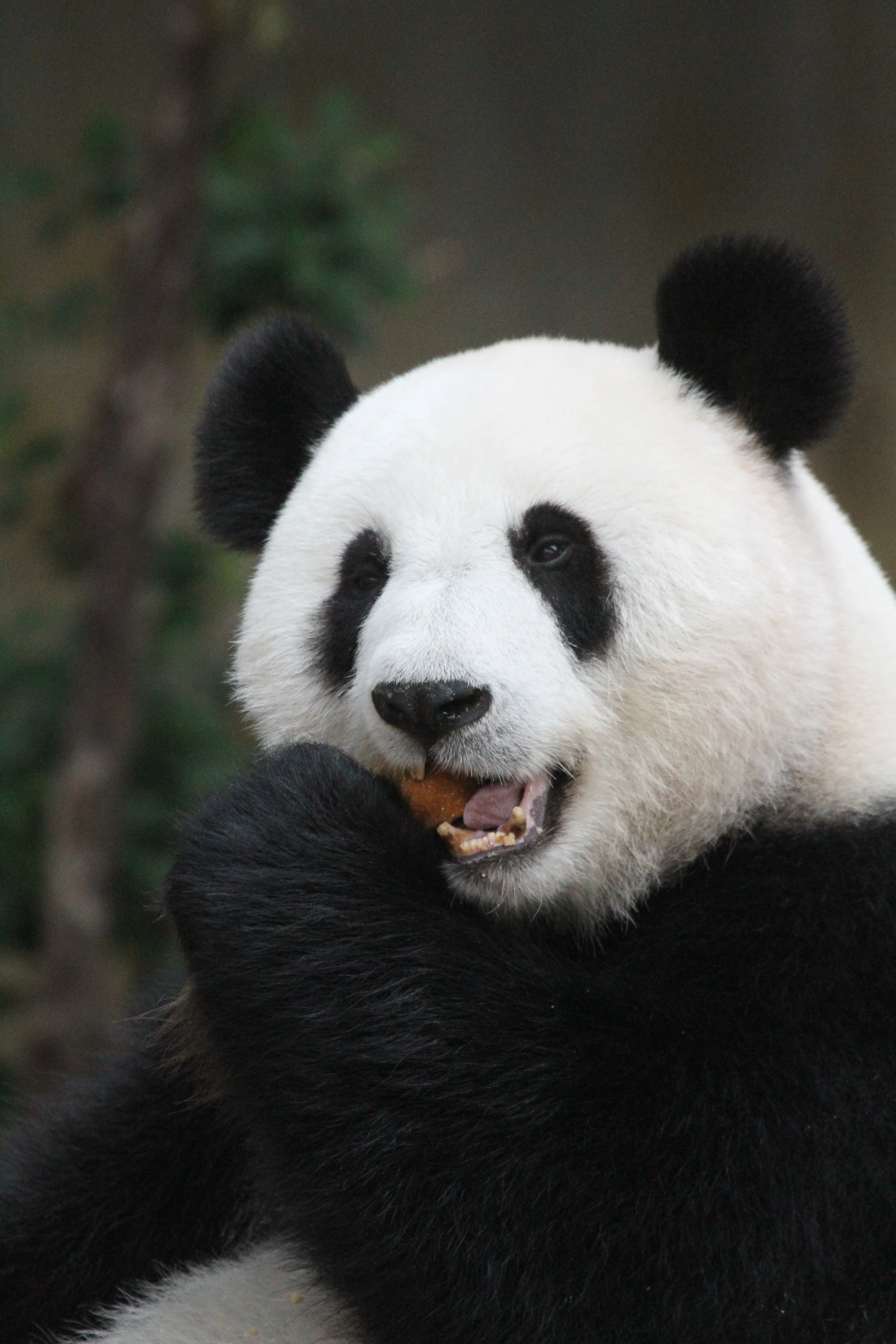 Zoo Negara Malaysia