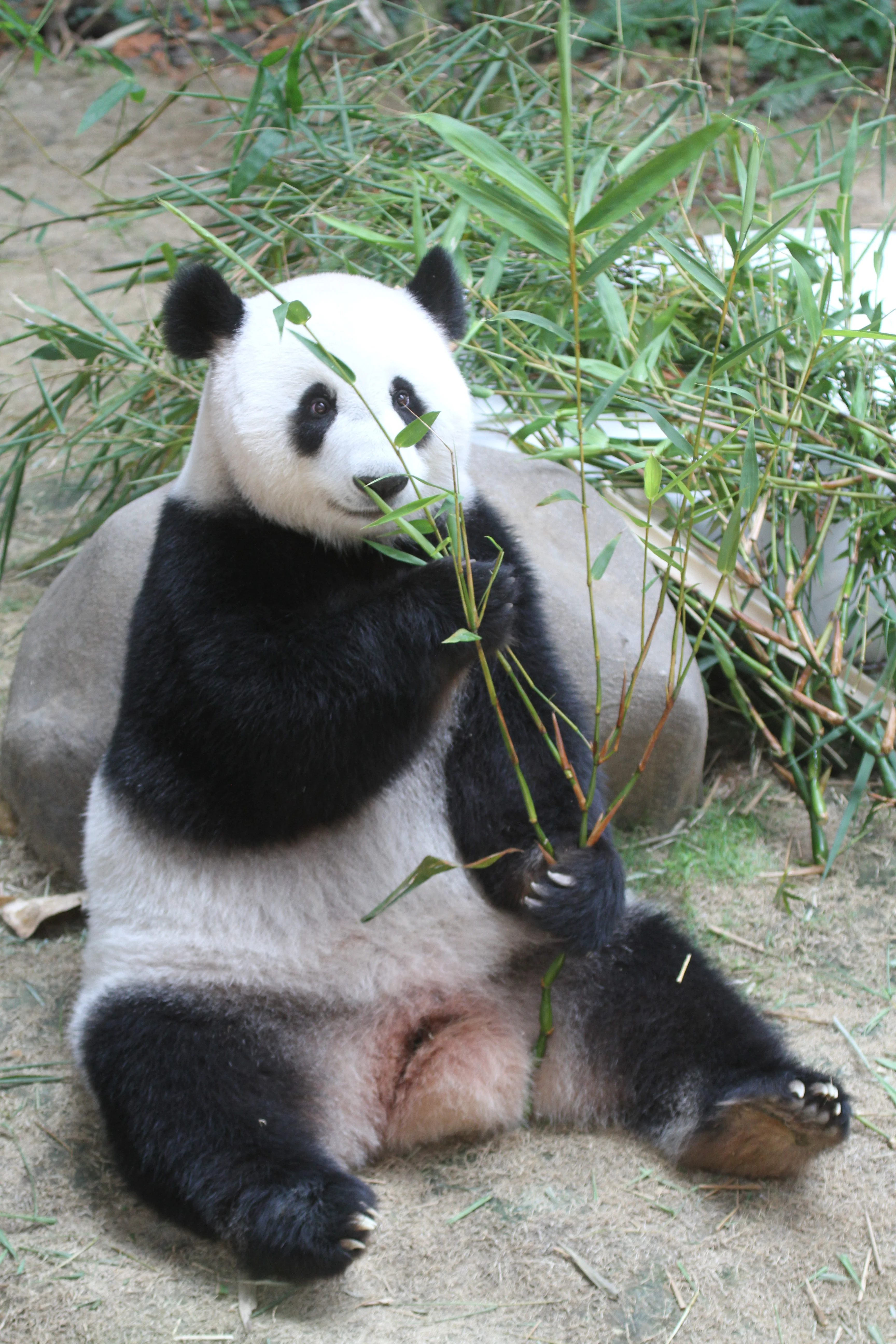Zoo Negara Malaysia