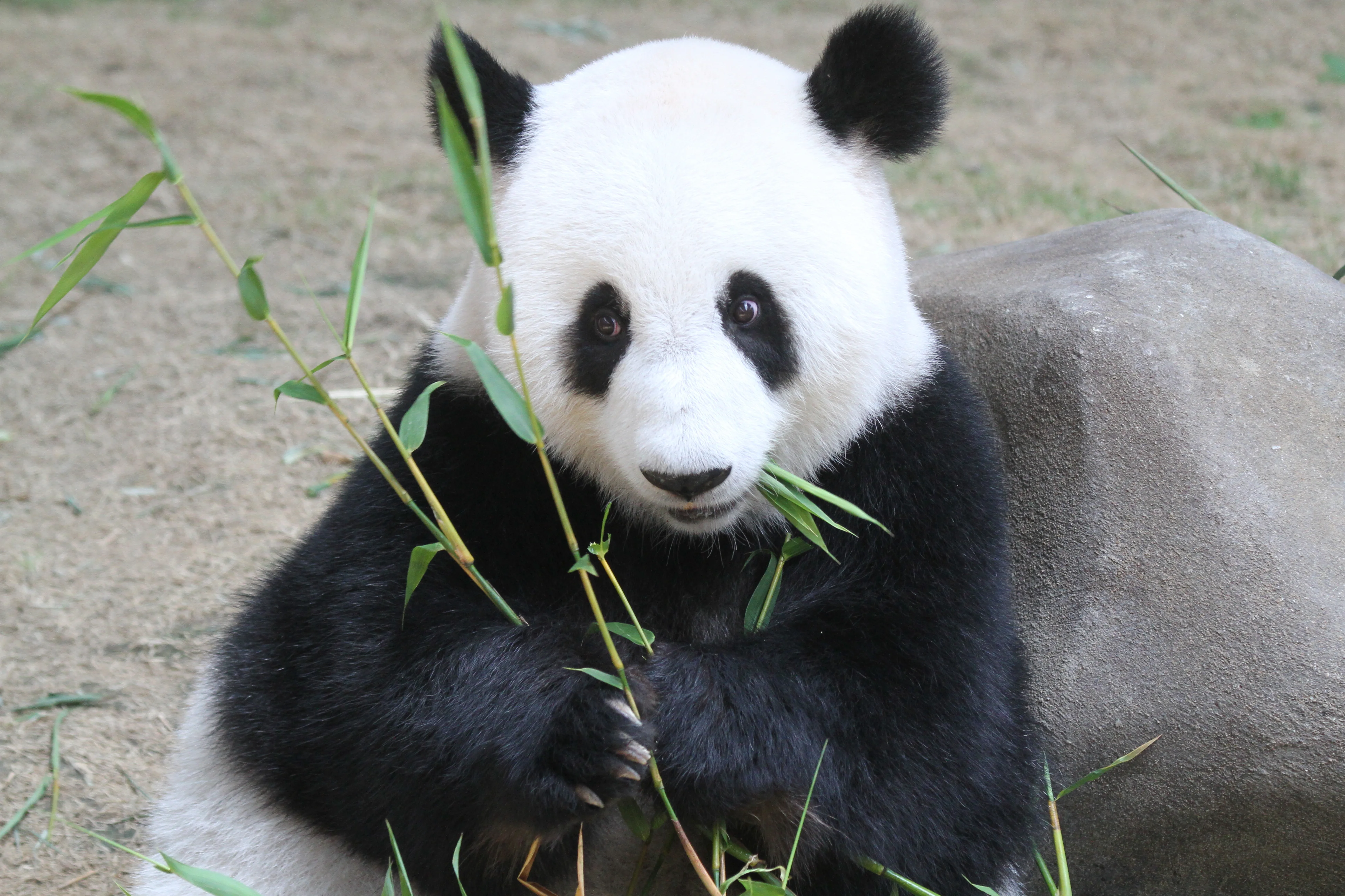 Zoo Negara Malaysia