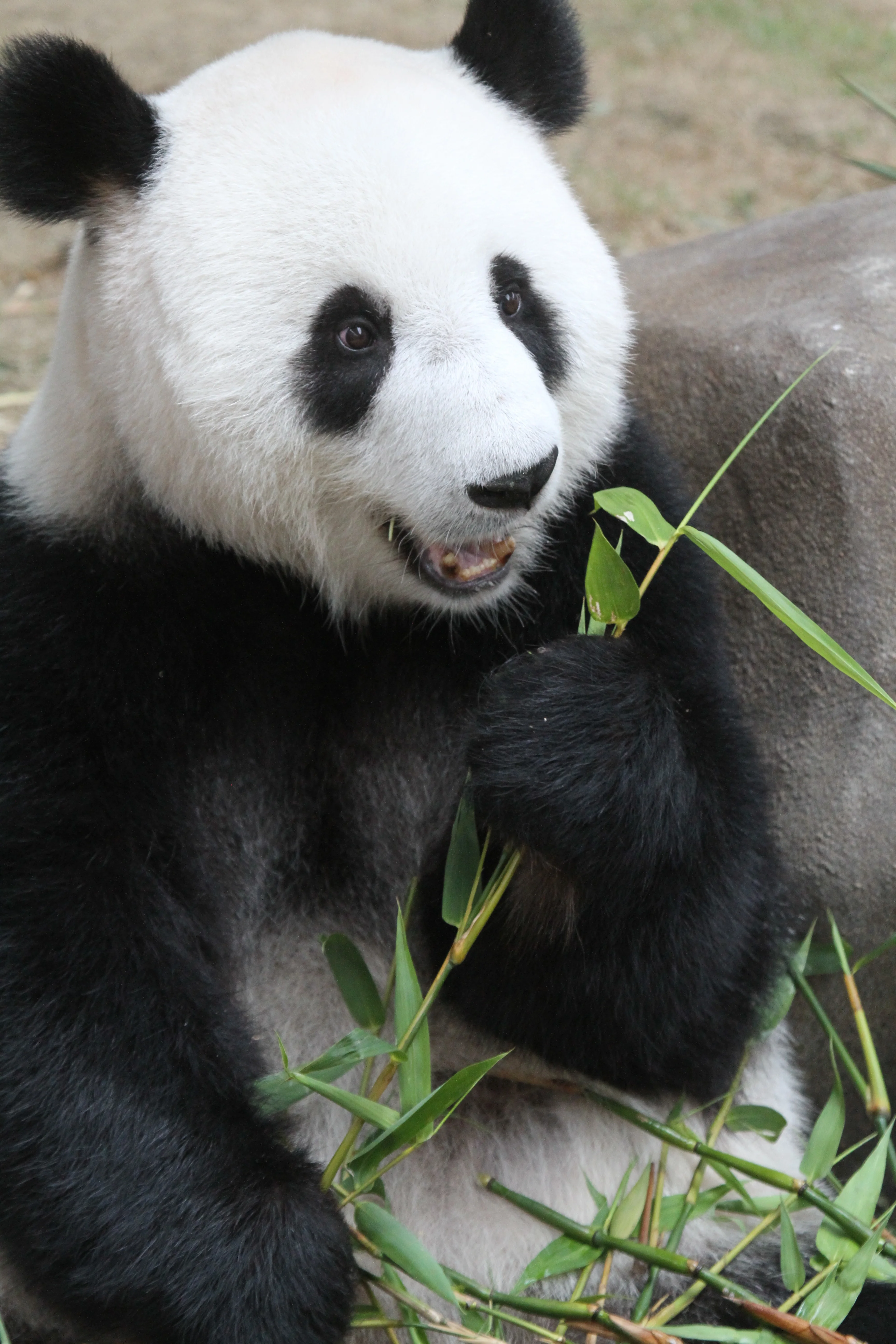 Zoo Negara Malaysia