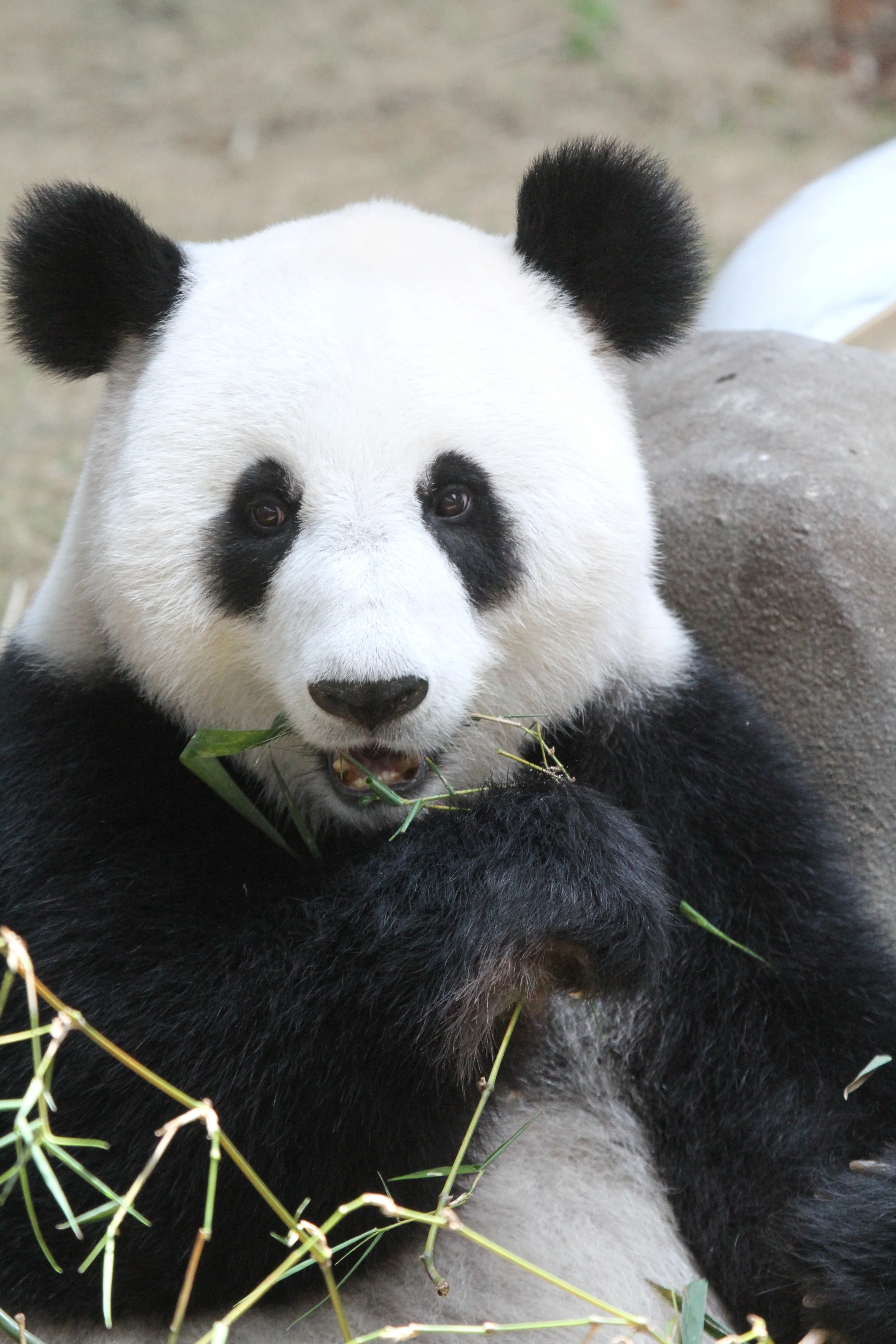 Zoo Negara Malaysia