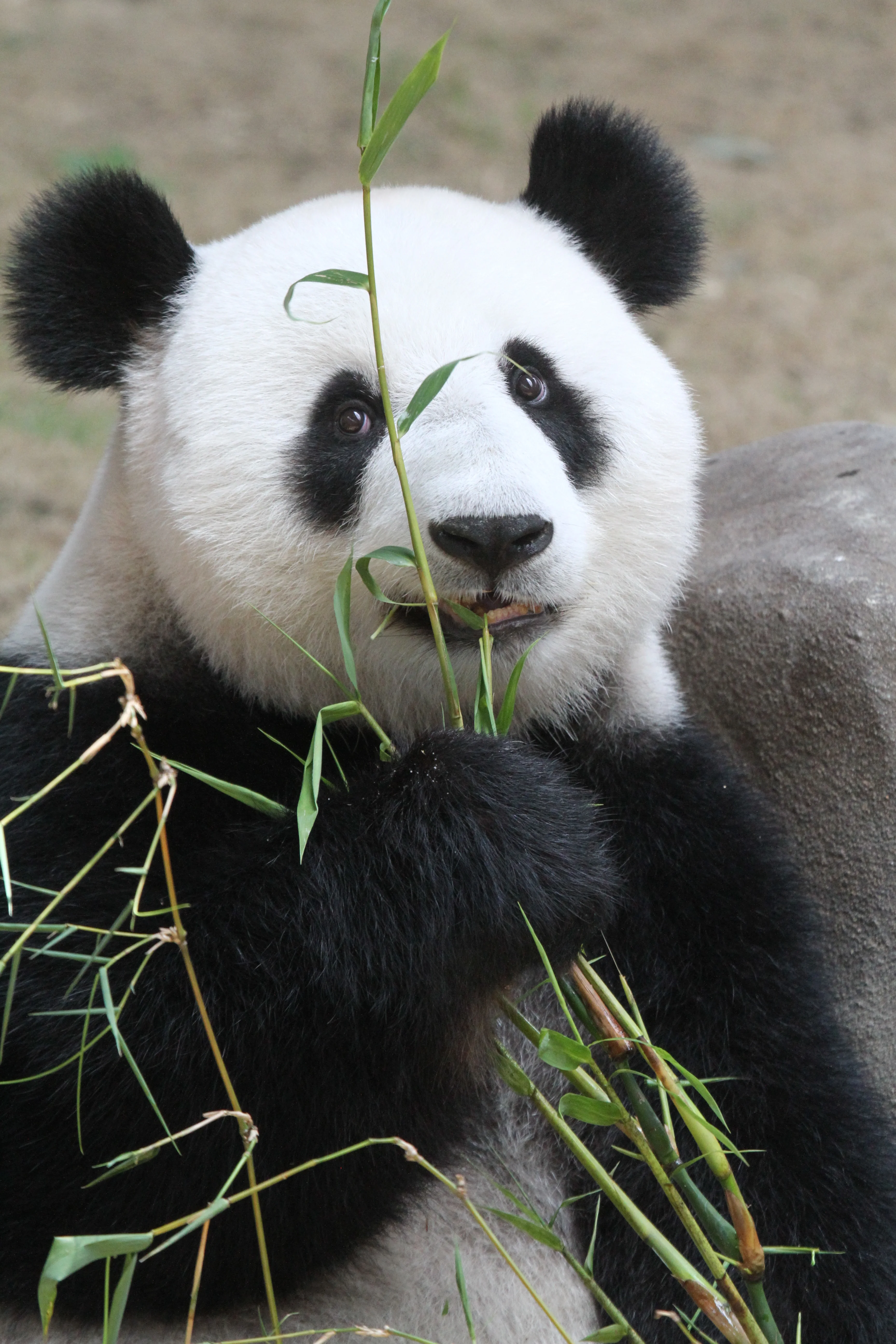 Zoo Negara Malaysia