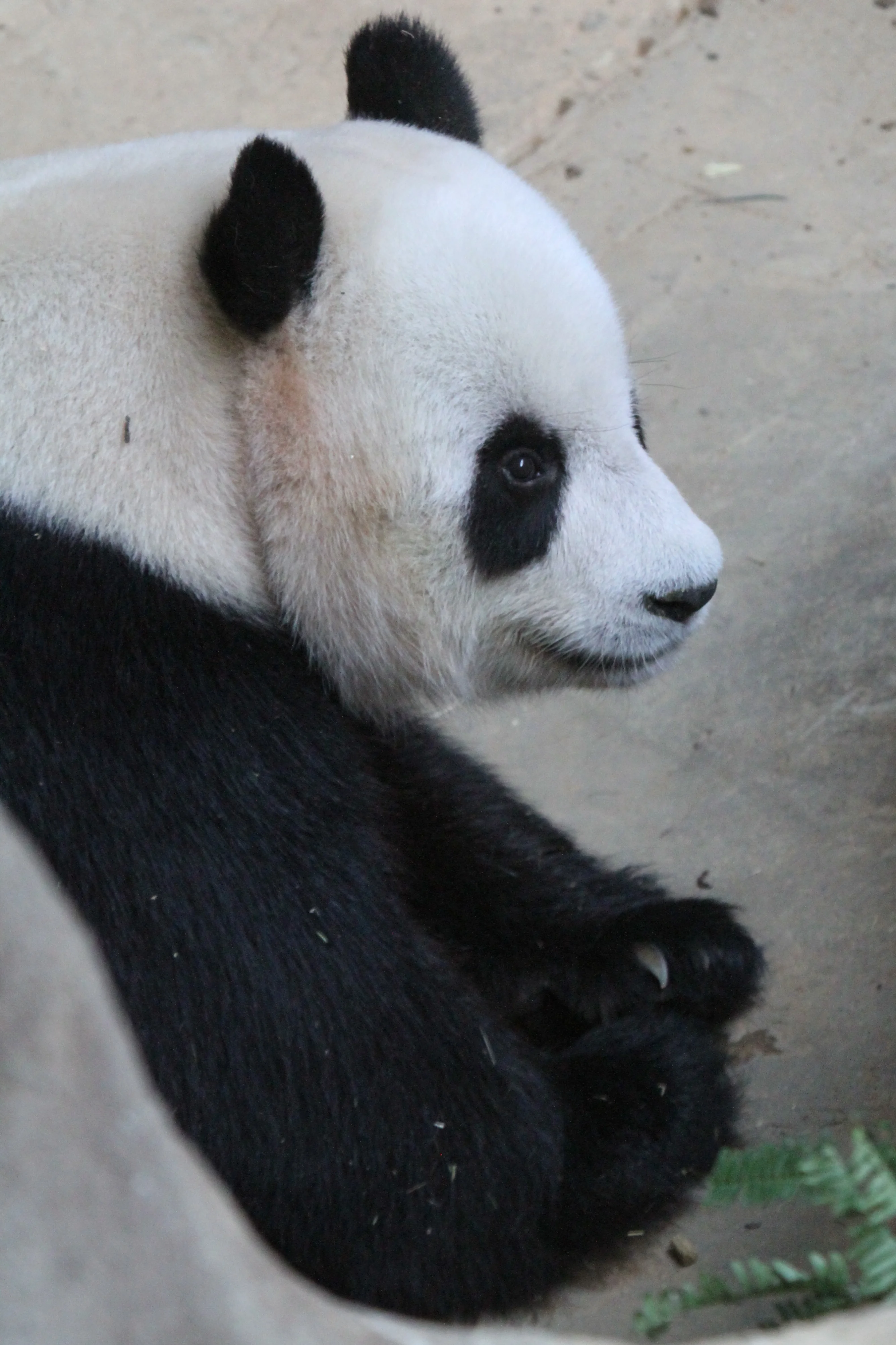 Zoo Negara Malaysia