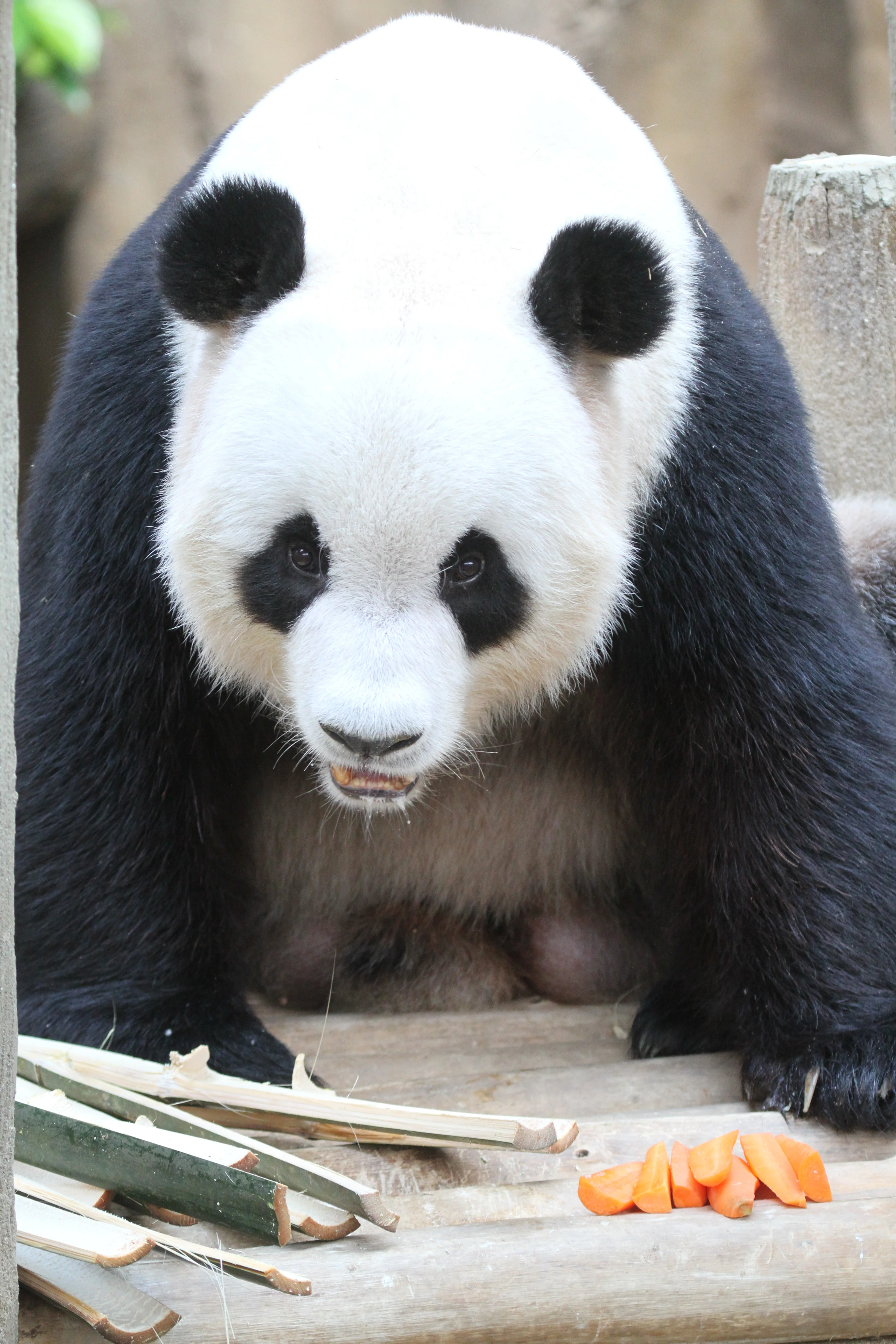 Zoo Negara Malaysia