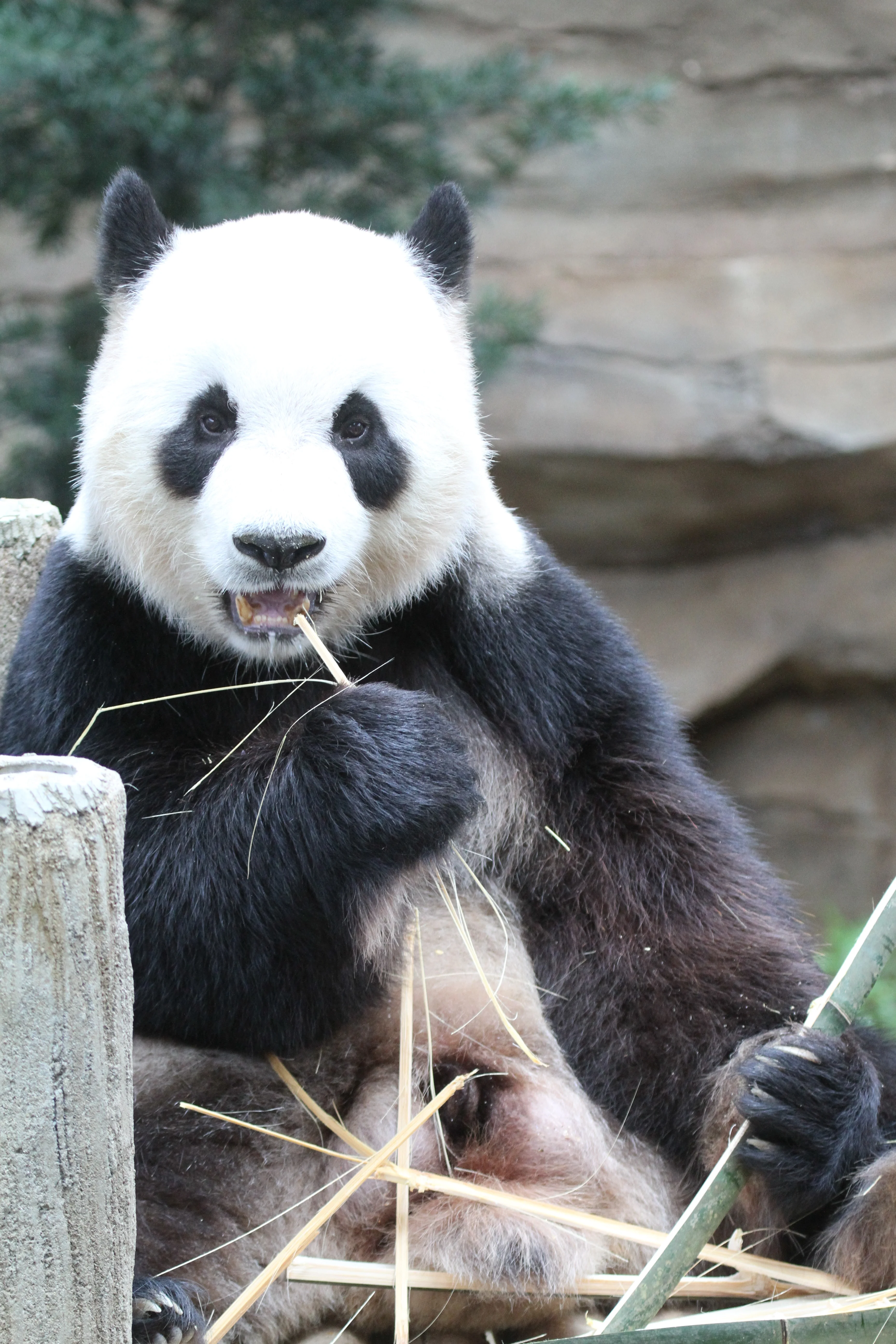 Zoo Negara Malaysia