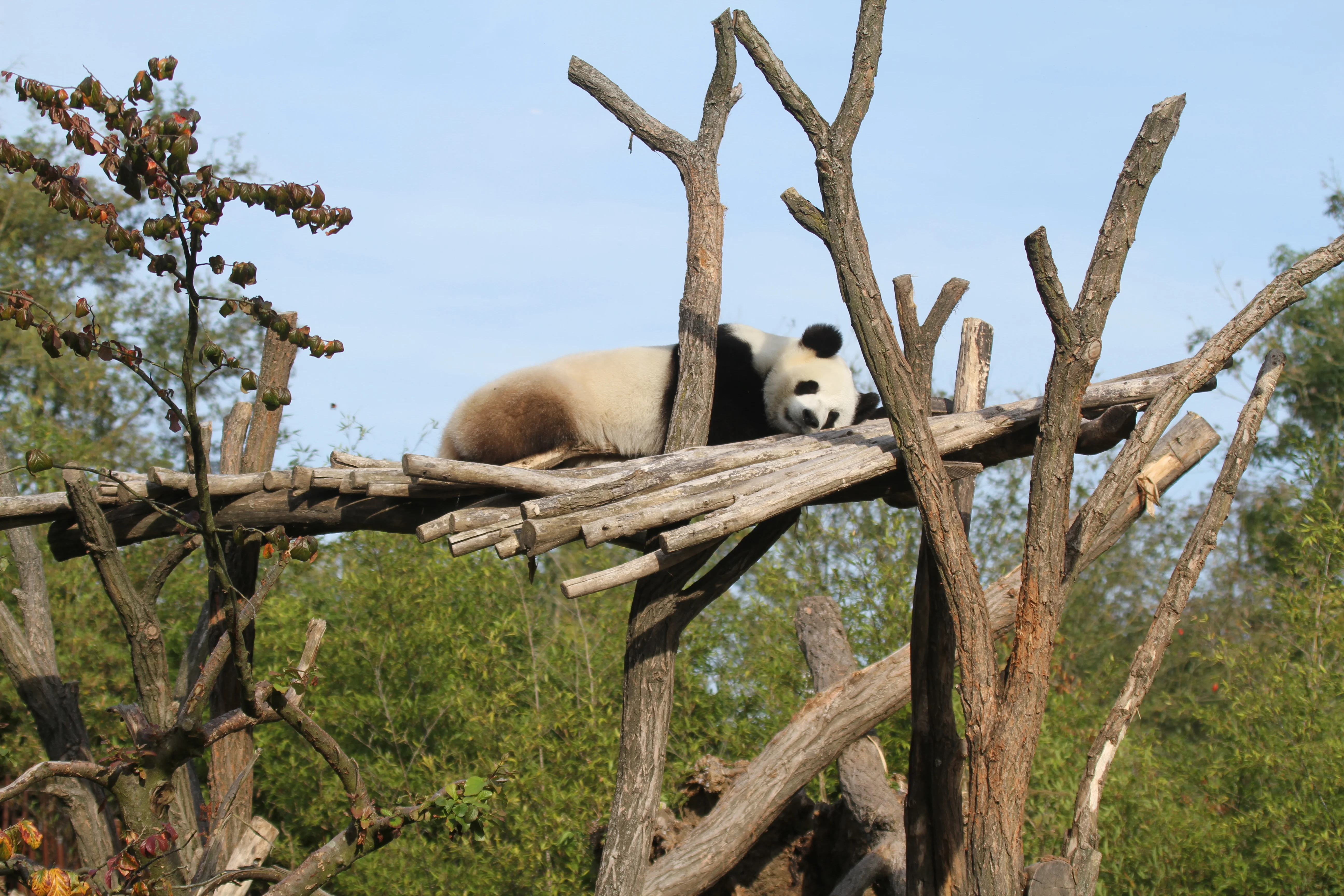 Pairi Daiza