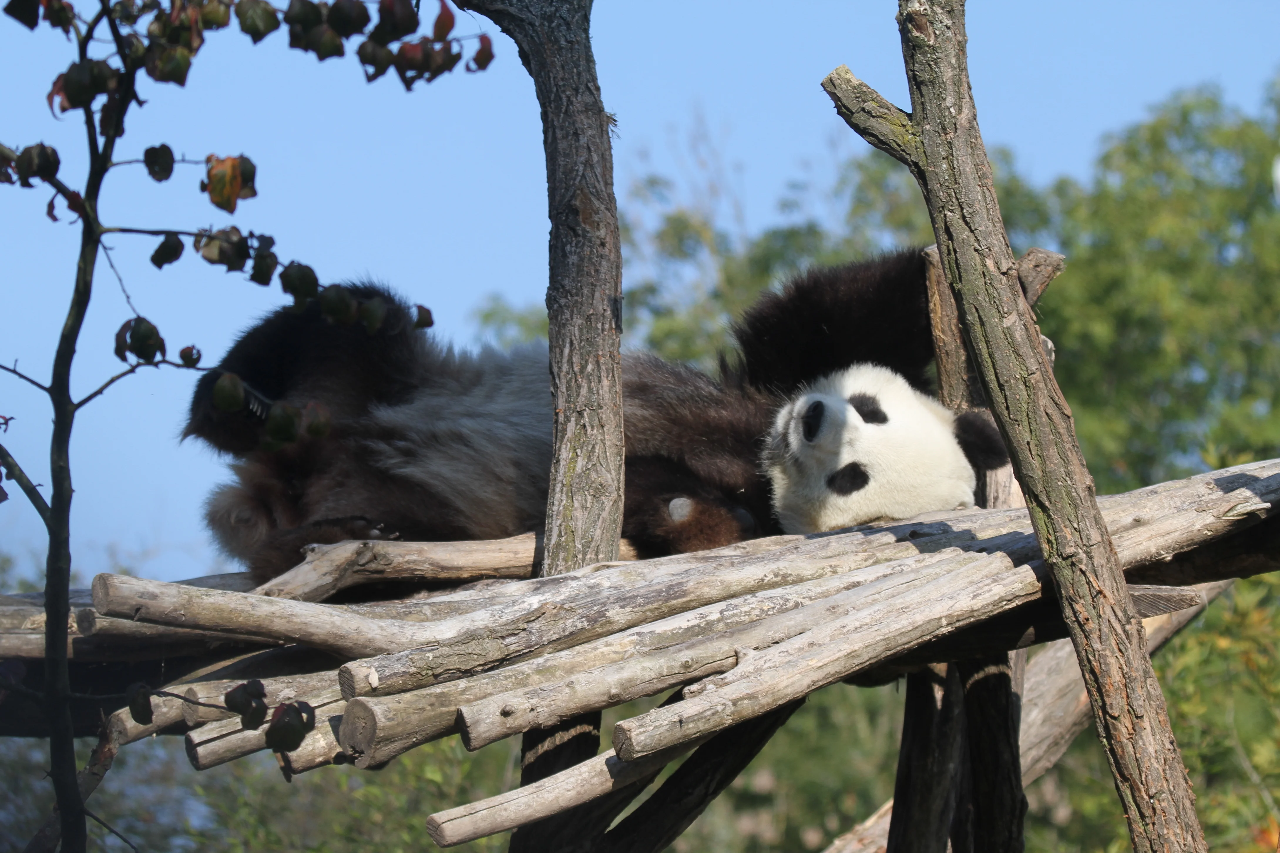 Pairi Daiza