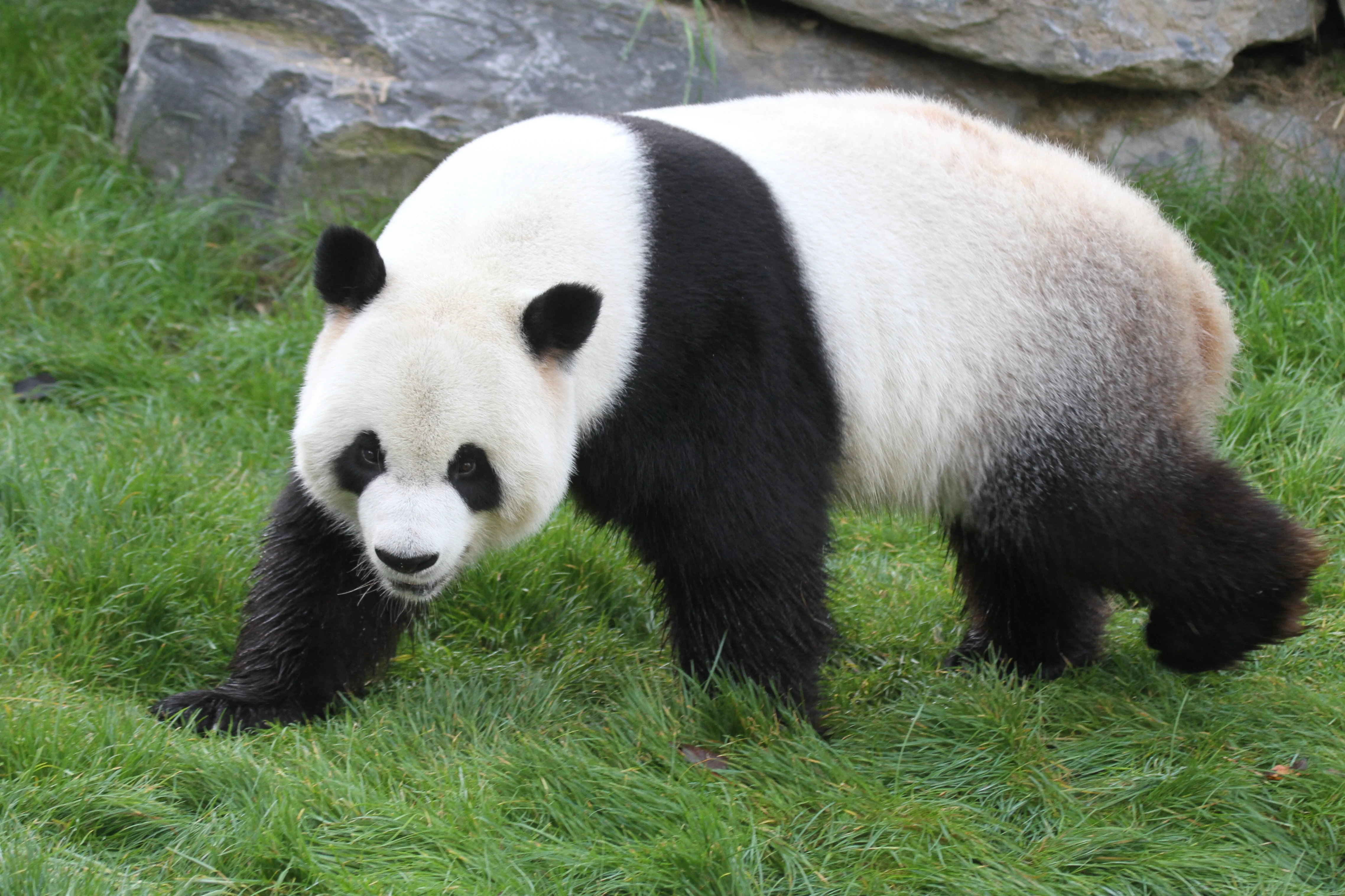 Pairi Daiza