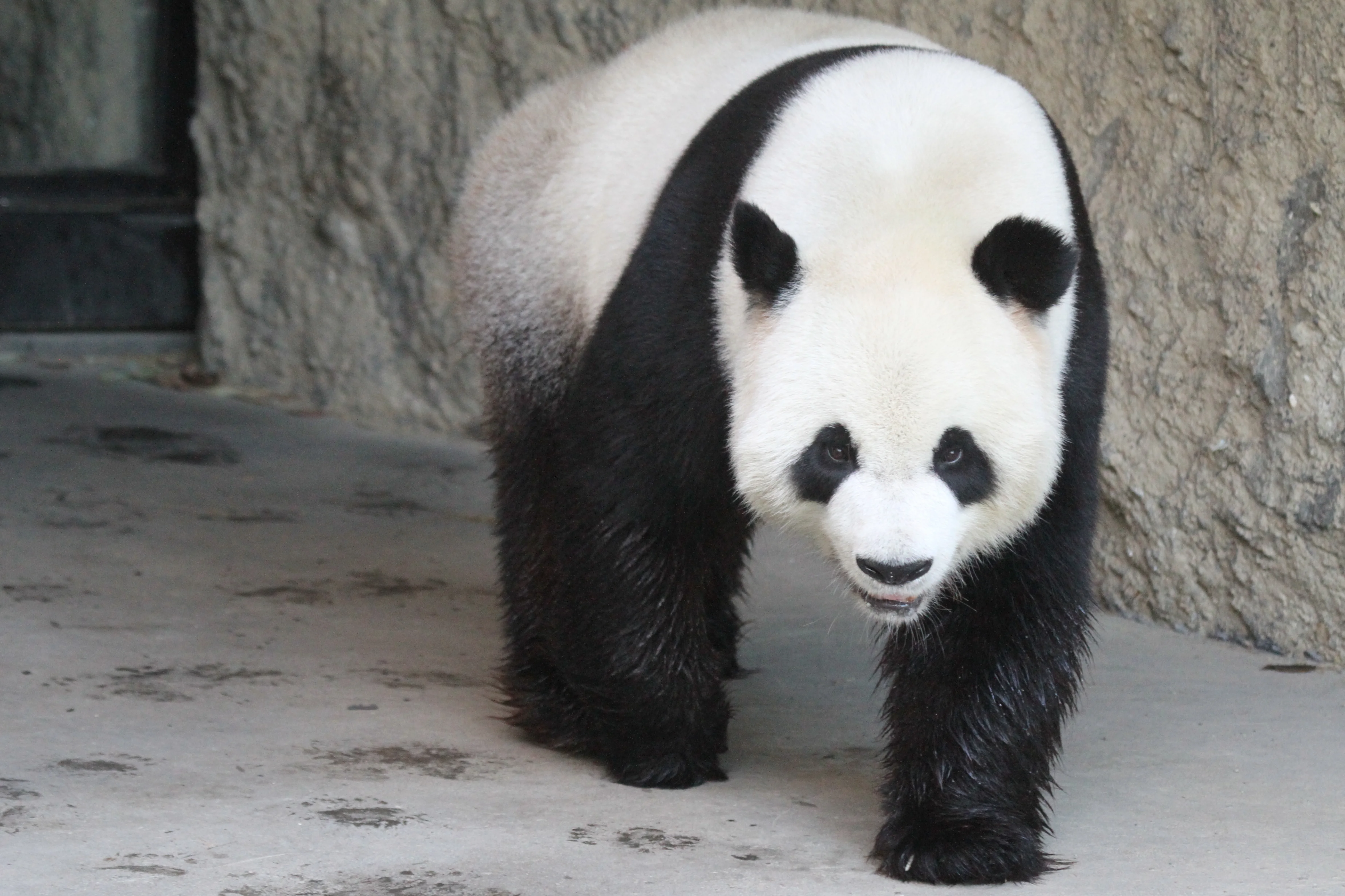 Pairi Daiza