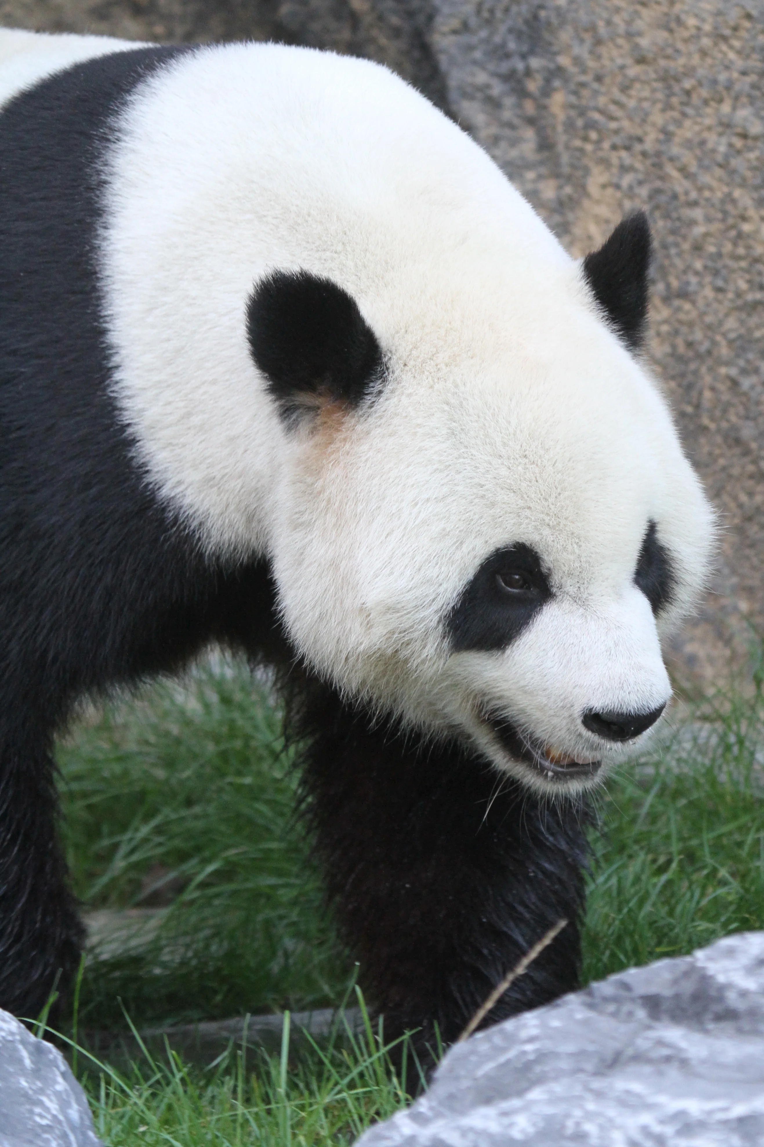 Pairi Daiza