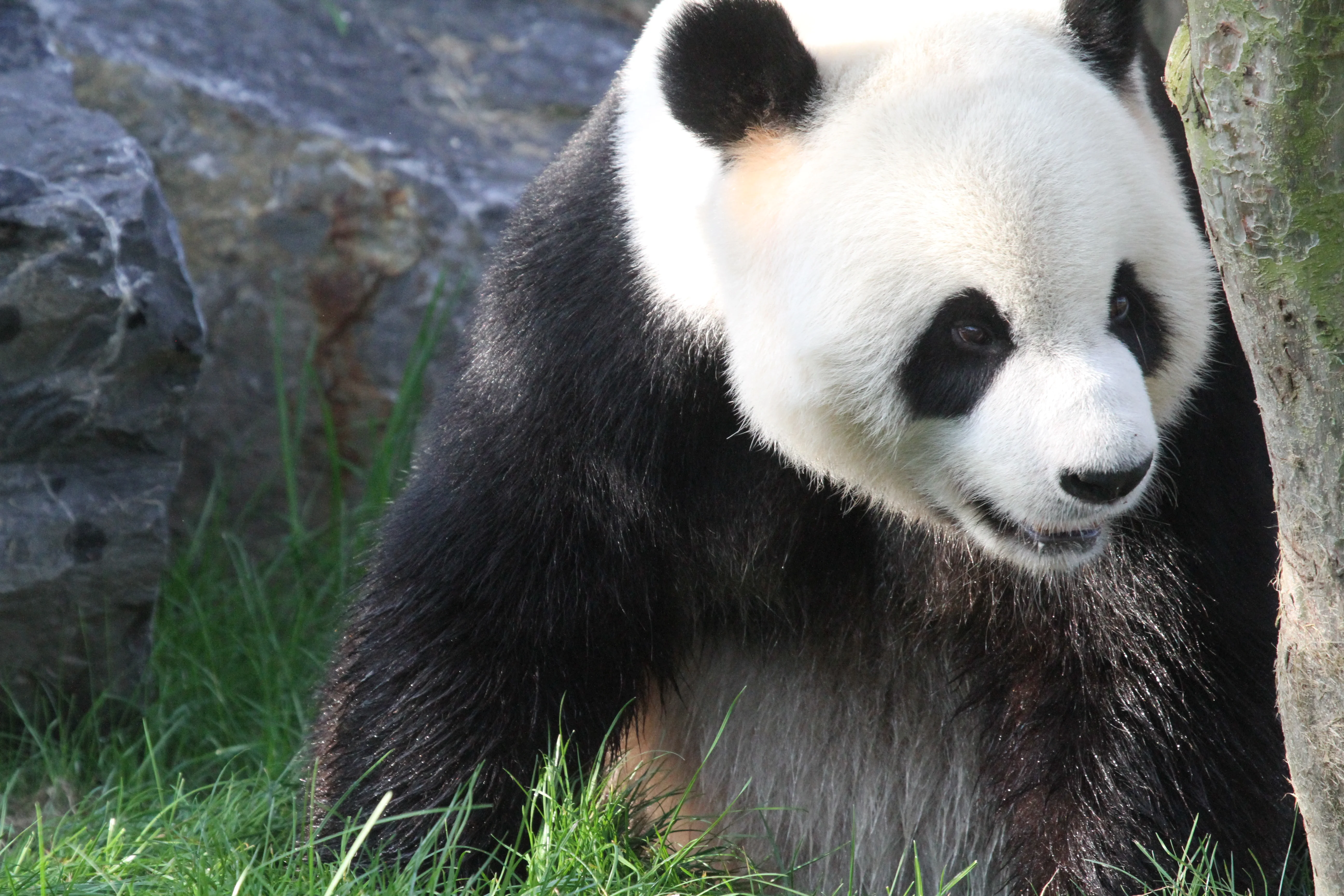 Pairi Daiza