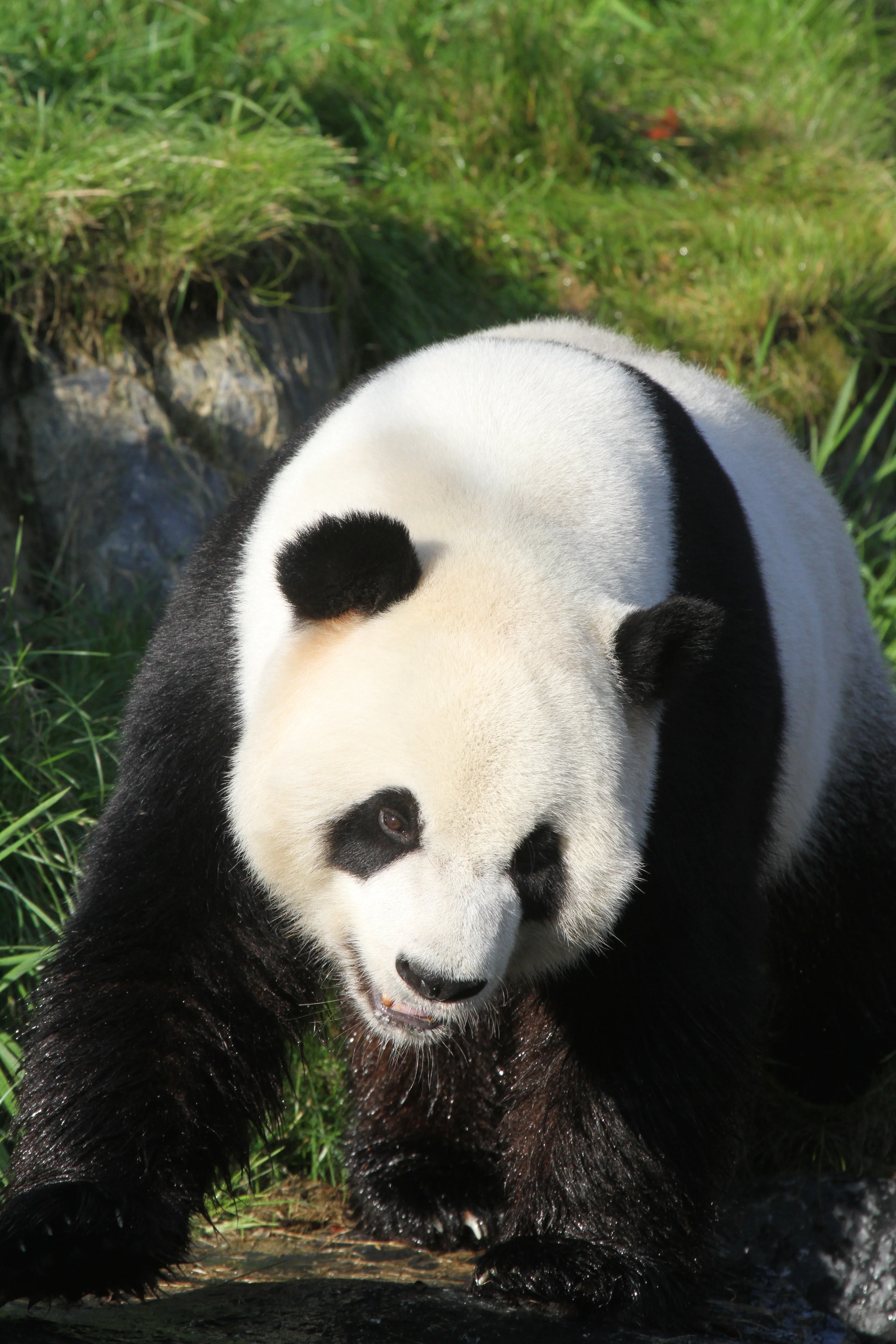 Pairi Daiza