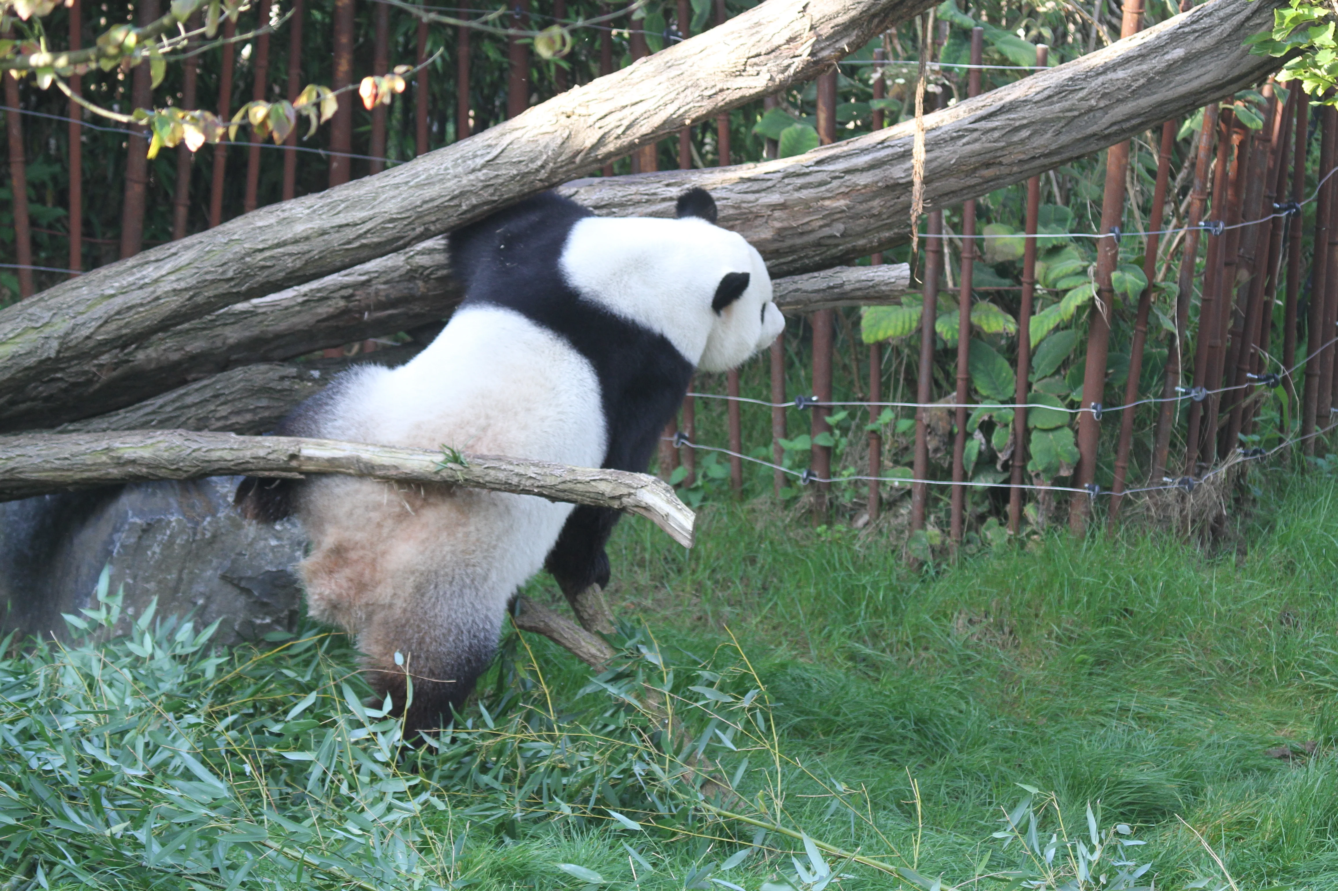 Pairi Daiza