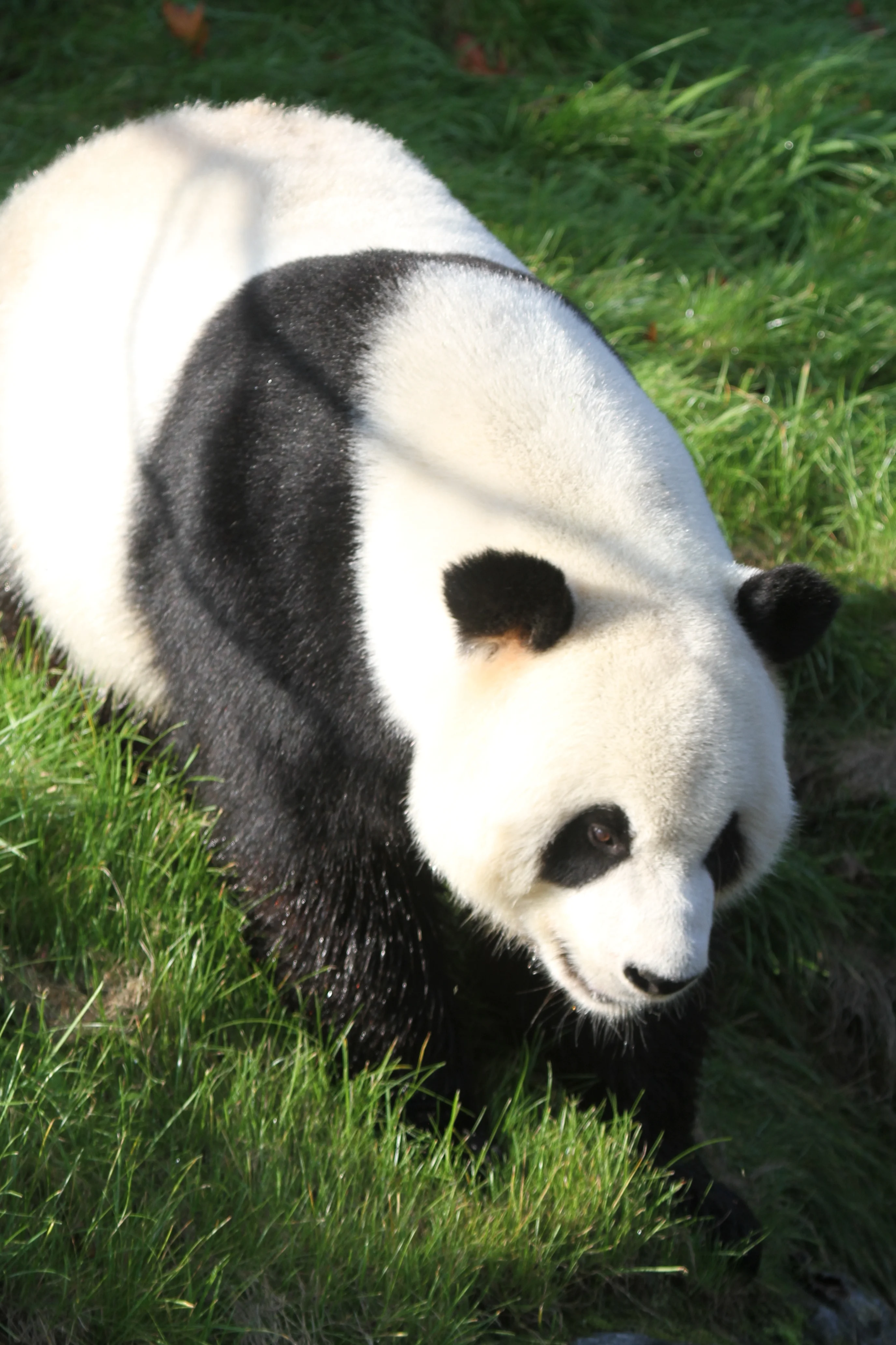 Pairi Daiza
