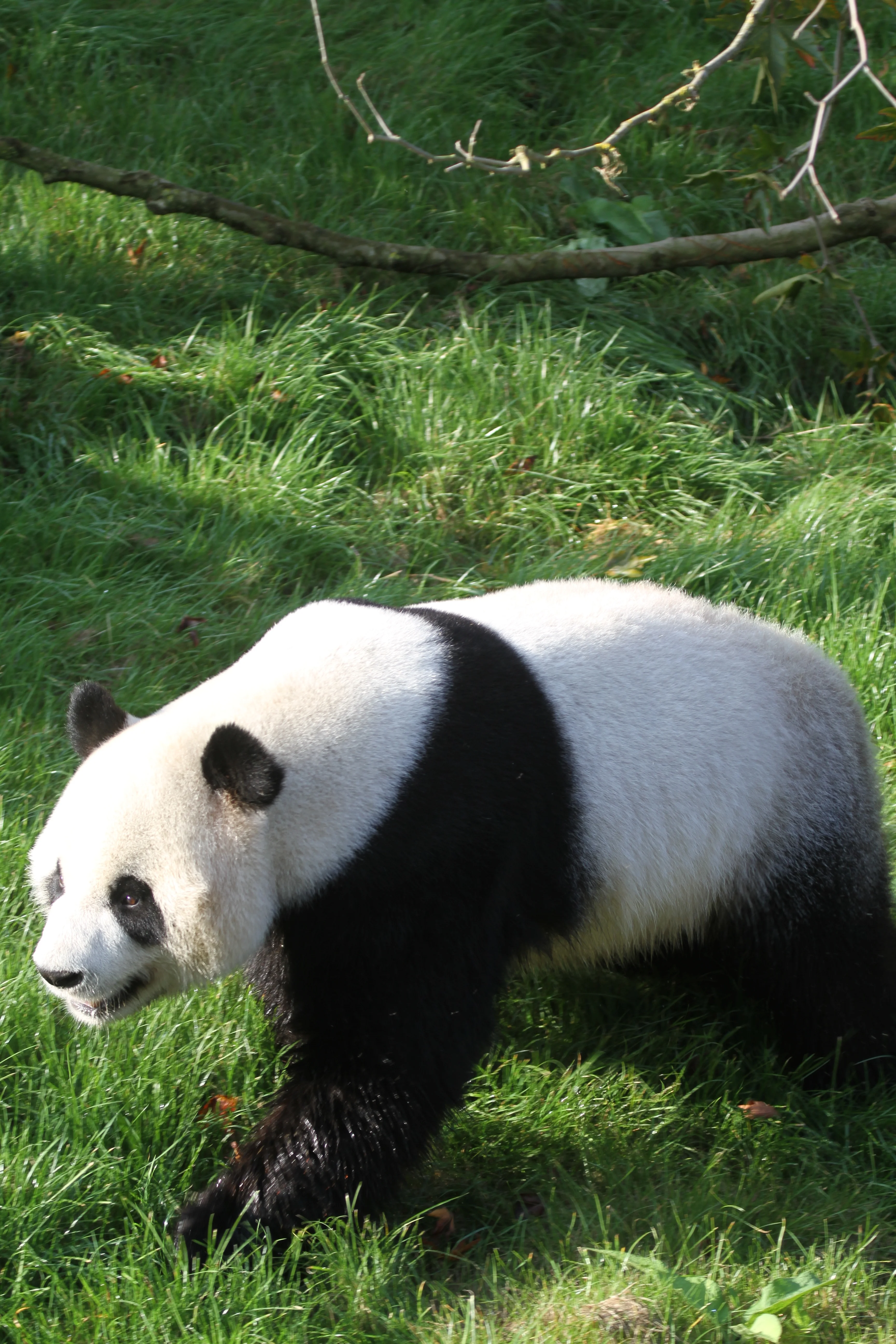 Pairi Daiza