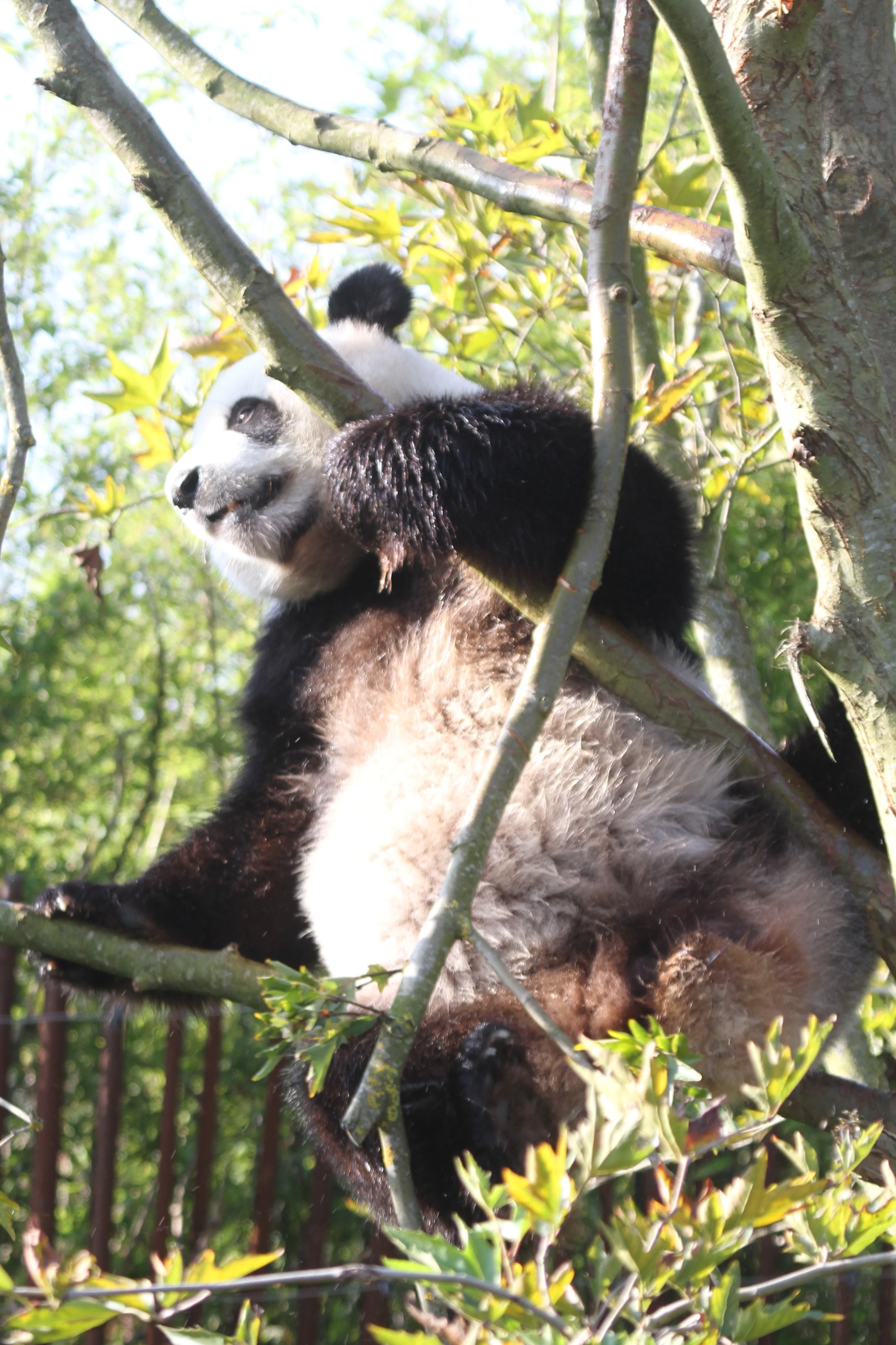 Pairi Daiza