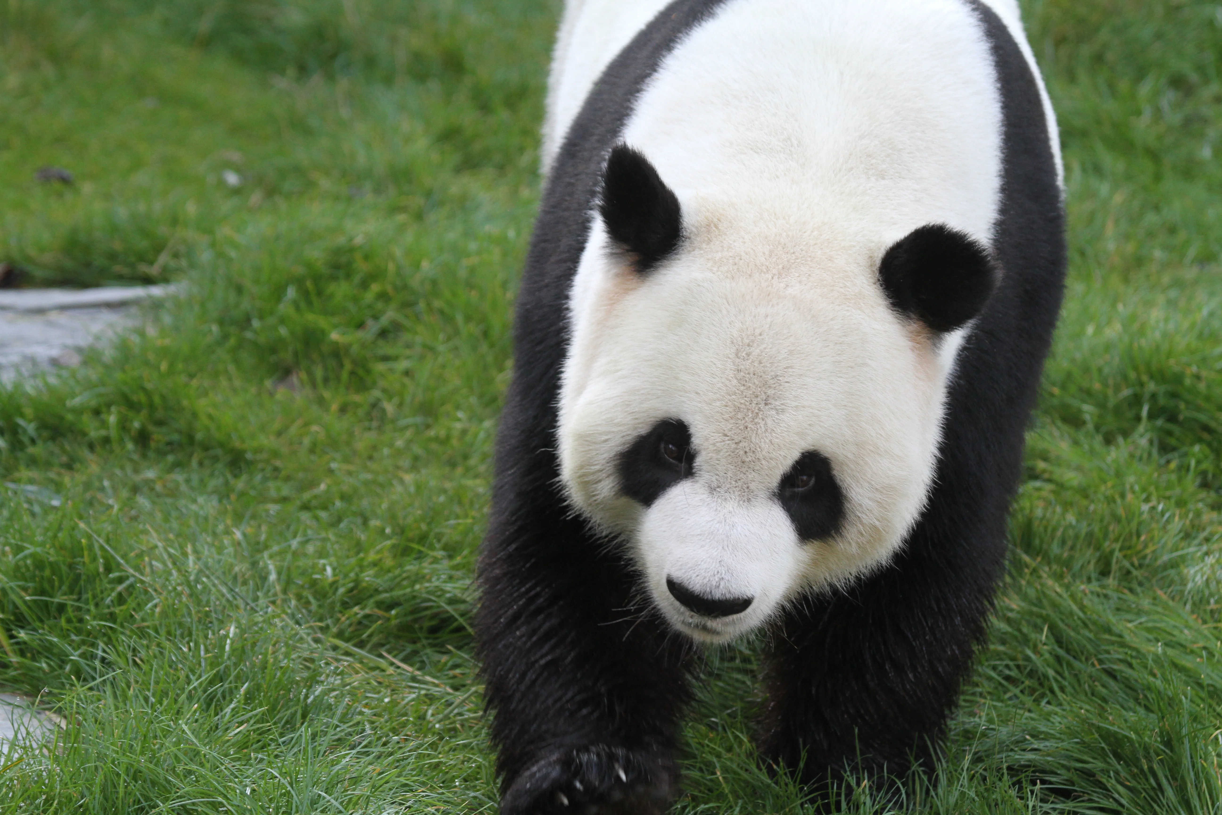 Pairi Daiza