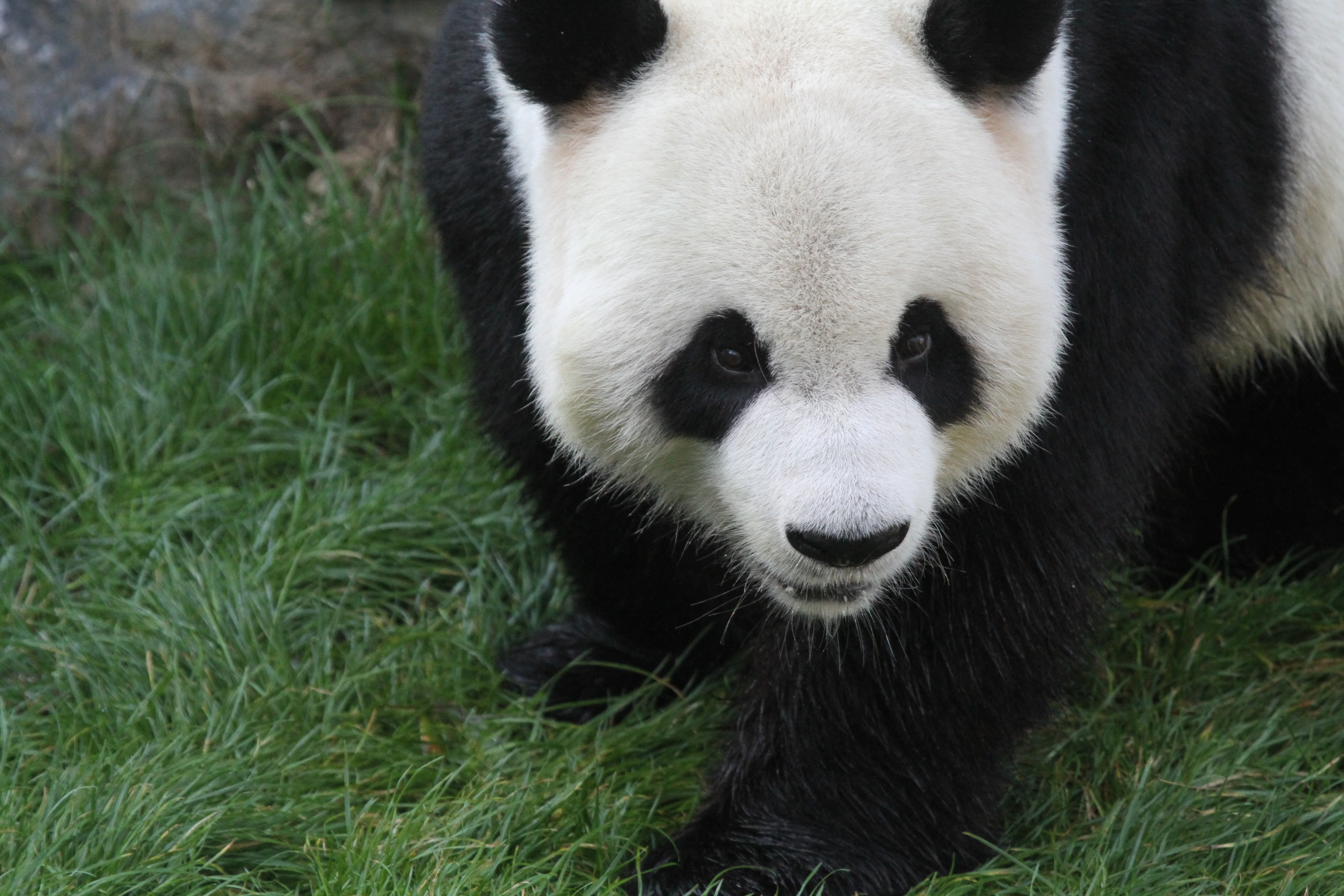 Pairi Daiza