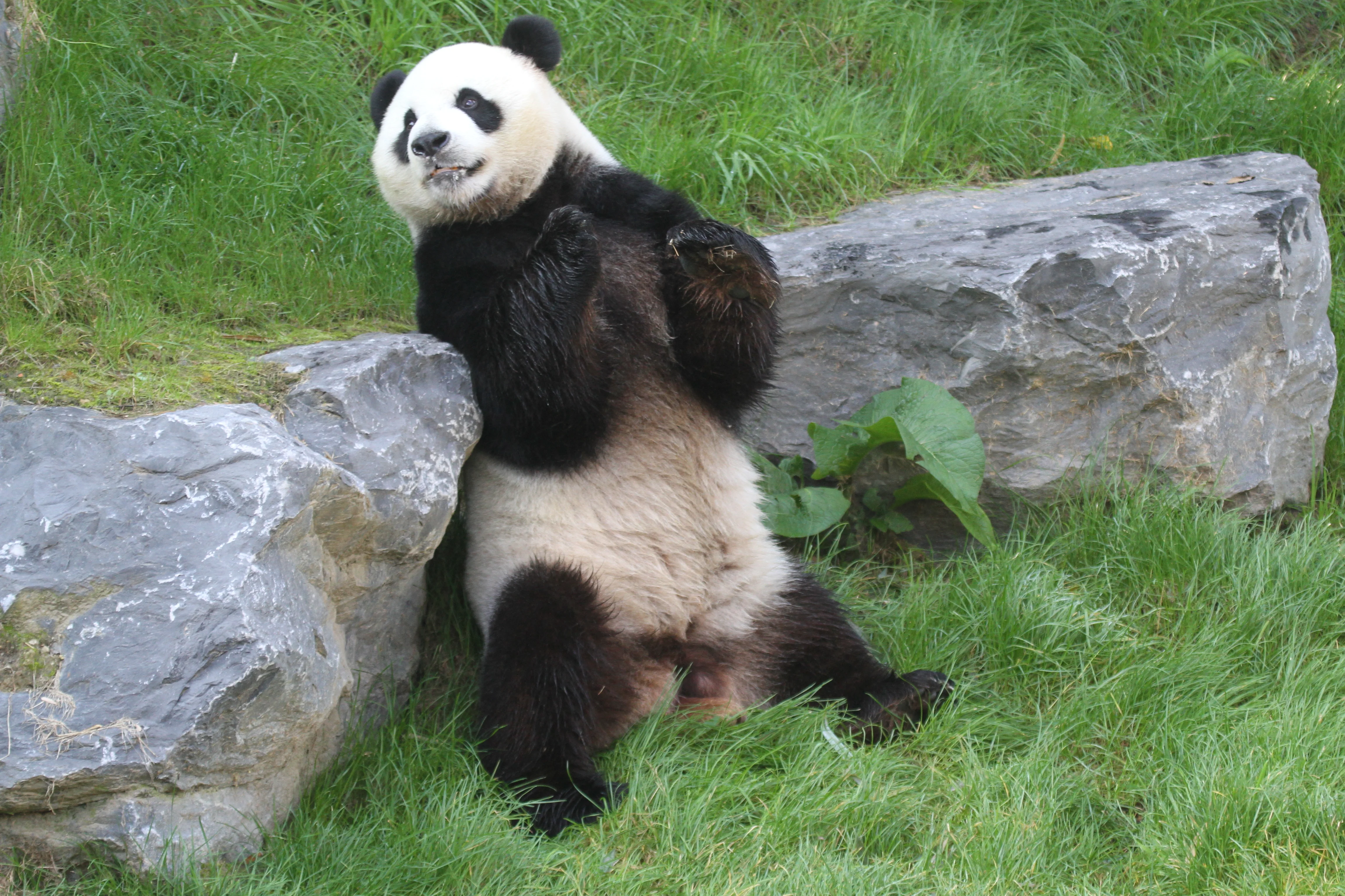 Pairi Daiza