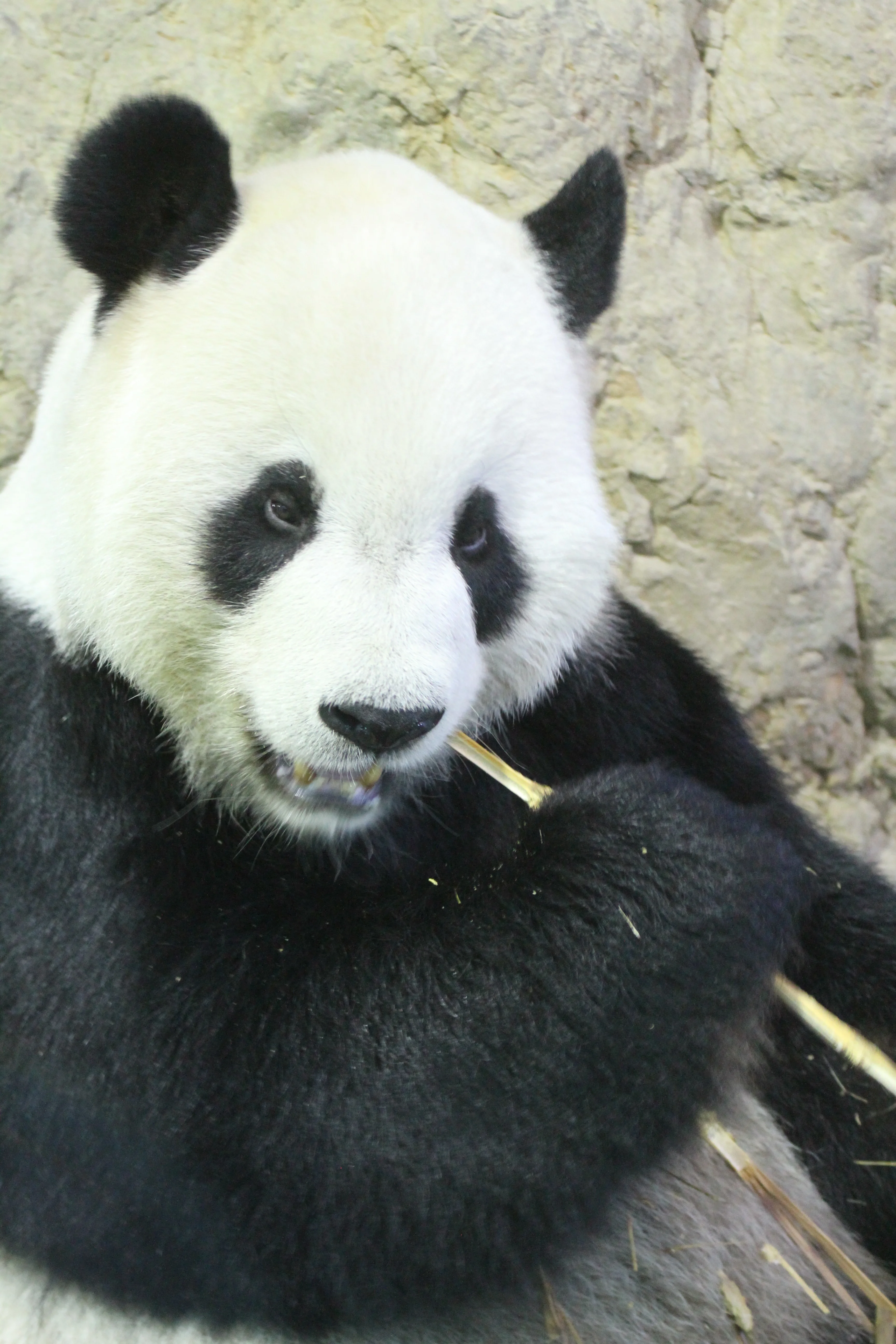 Taipei Zoo