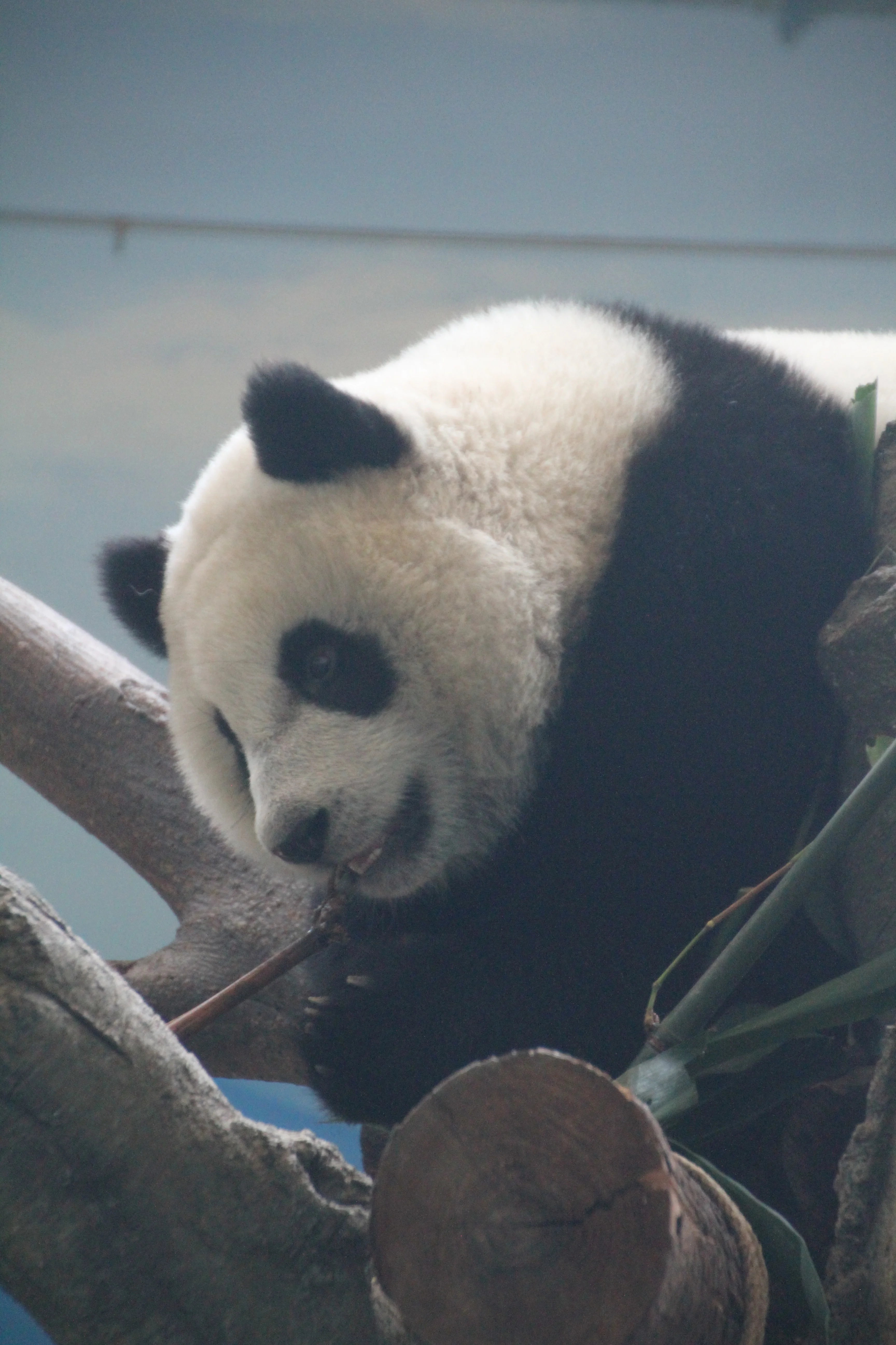 Taipei Zoo