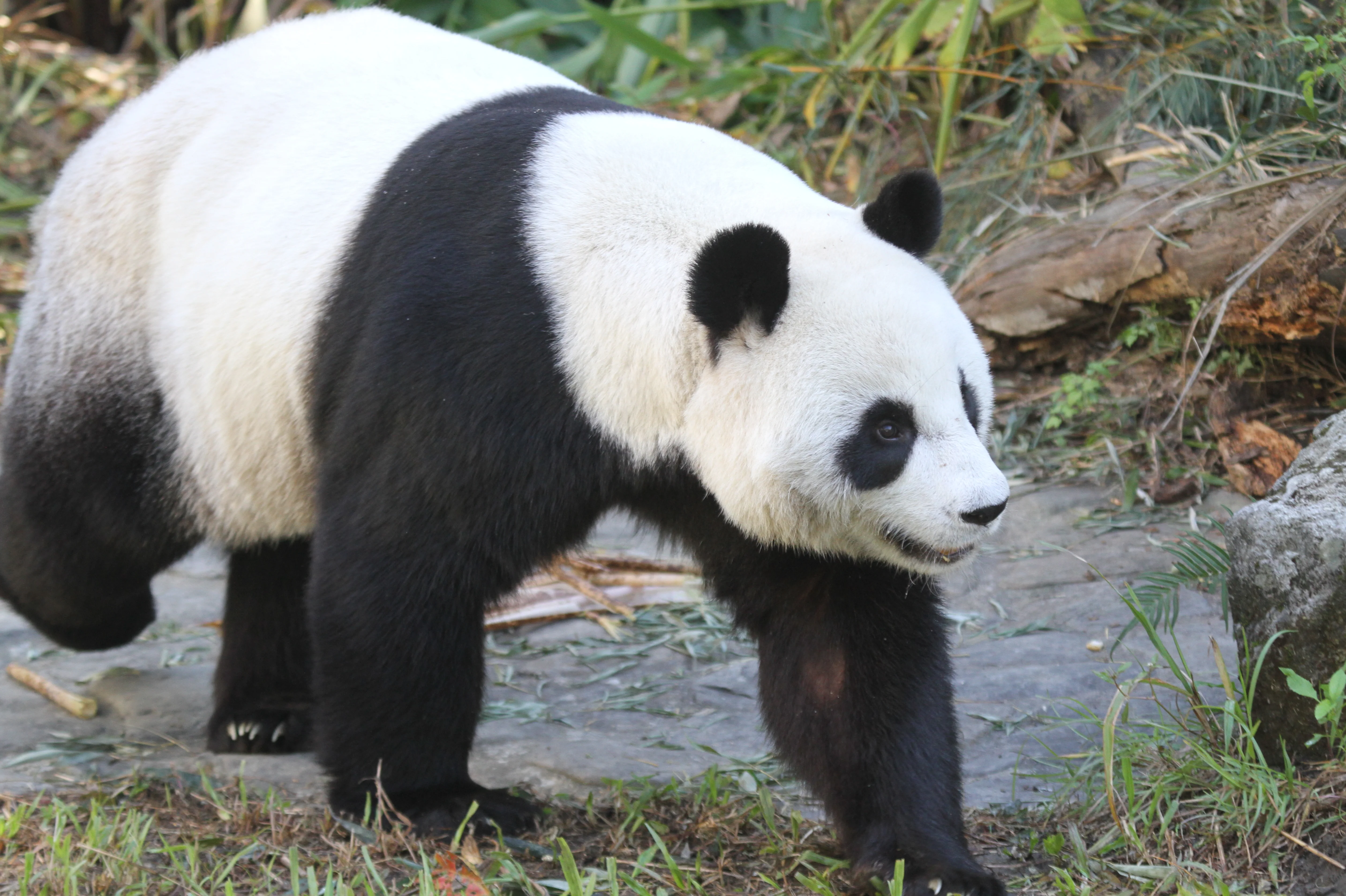 Taipei Zoo
