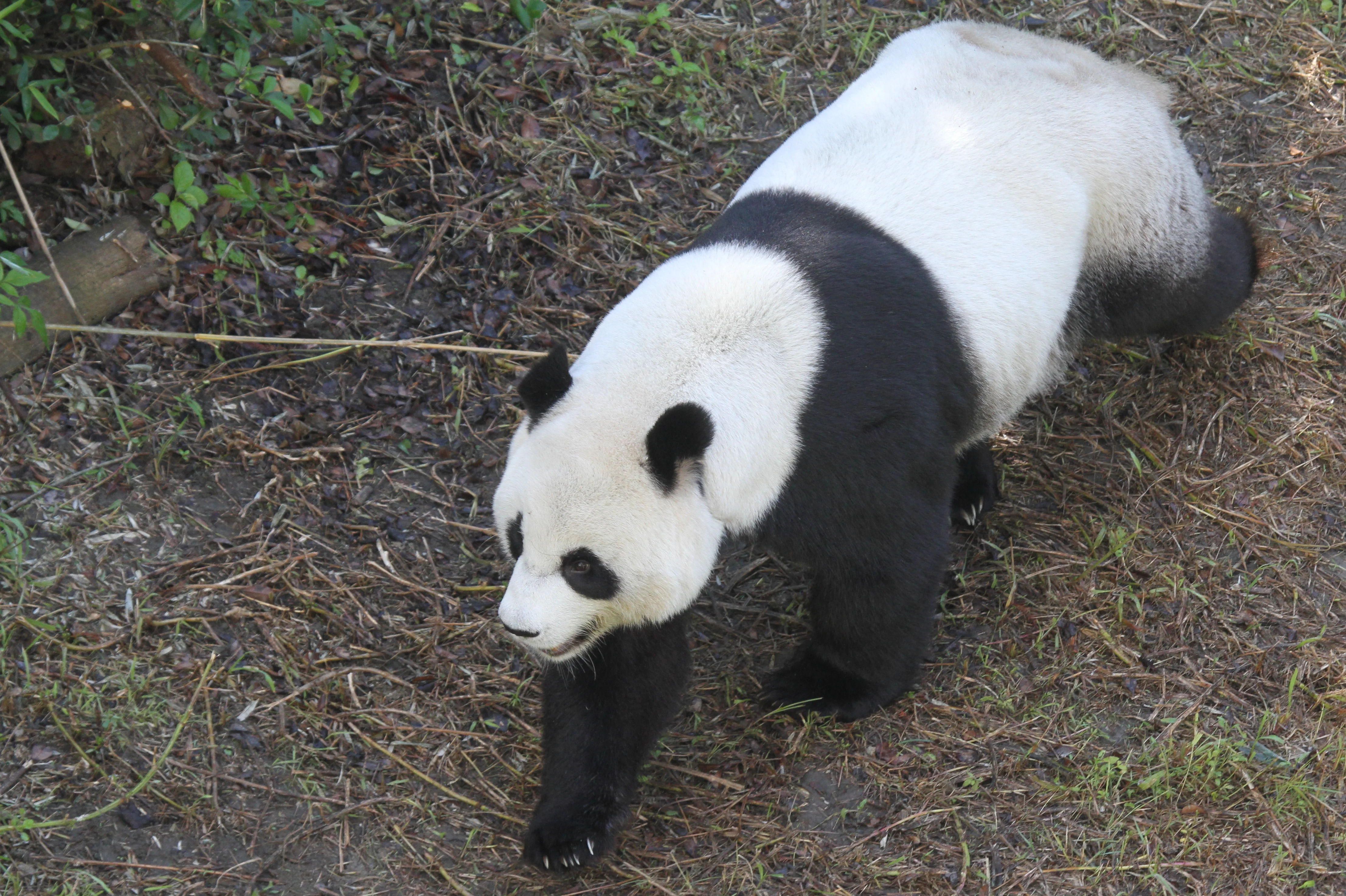 Taipei Zoo
