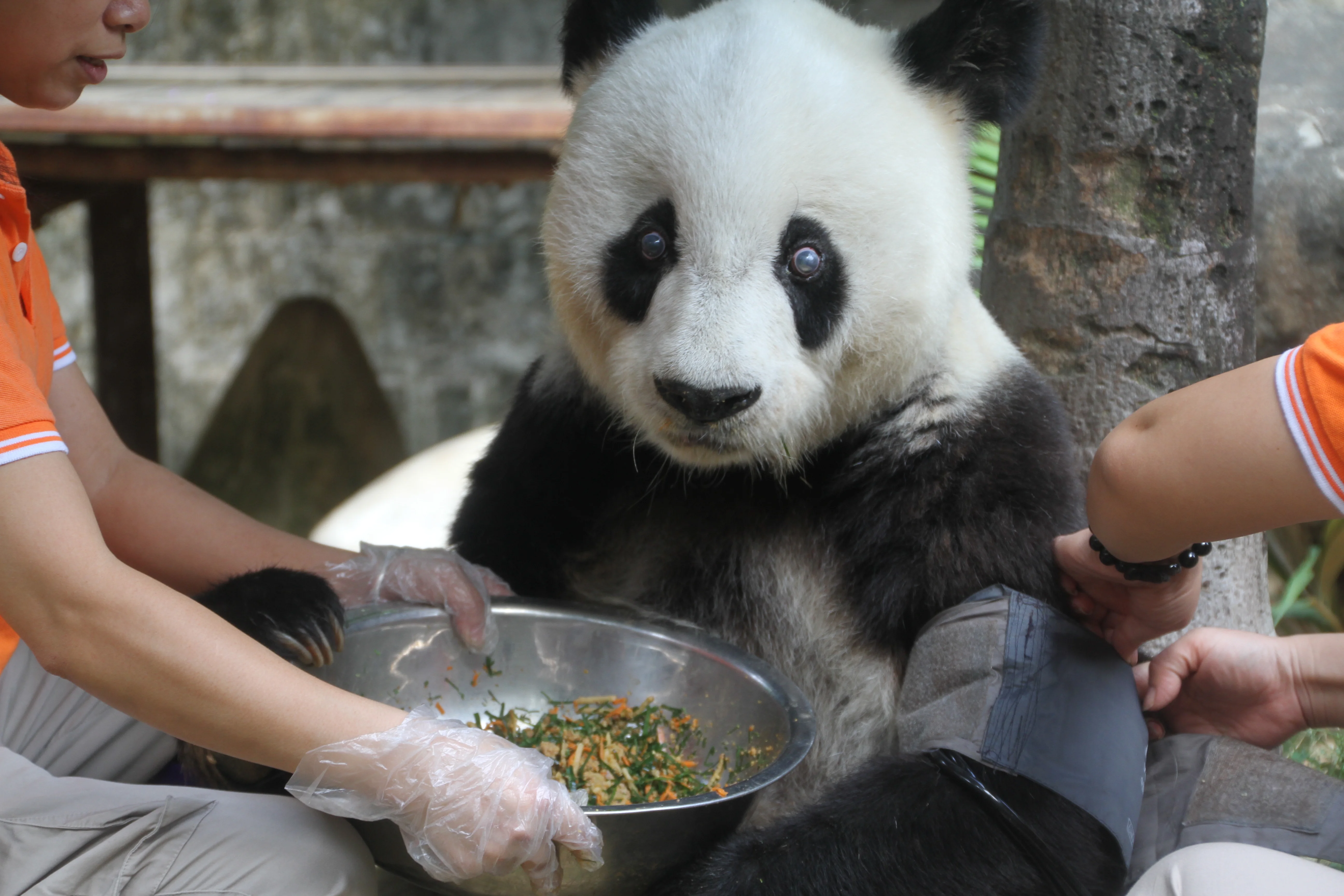 Fuzhou Panda World