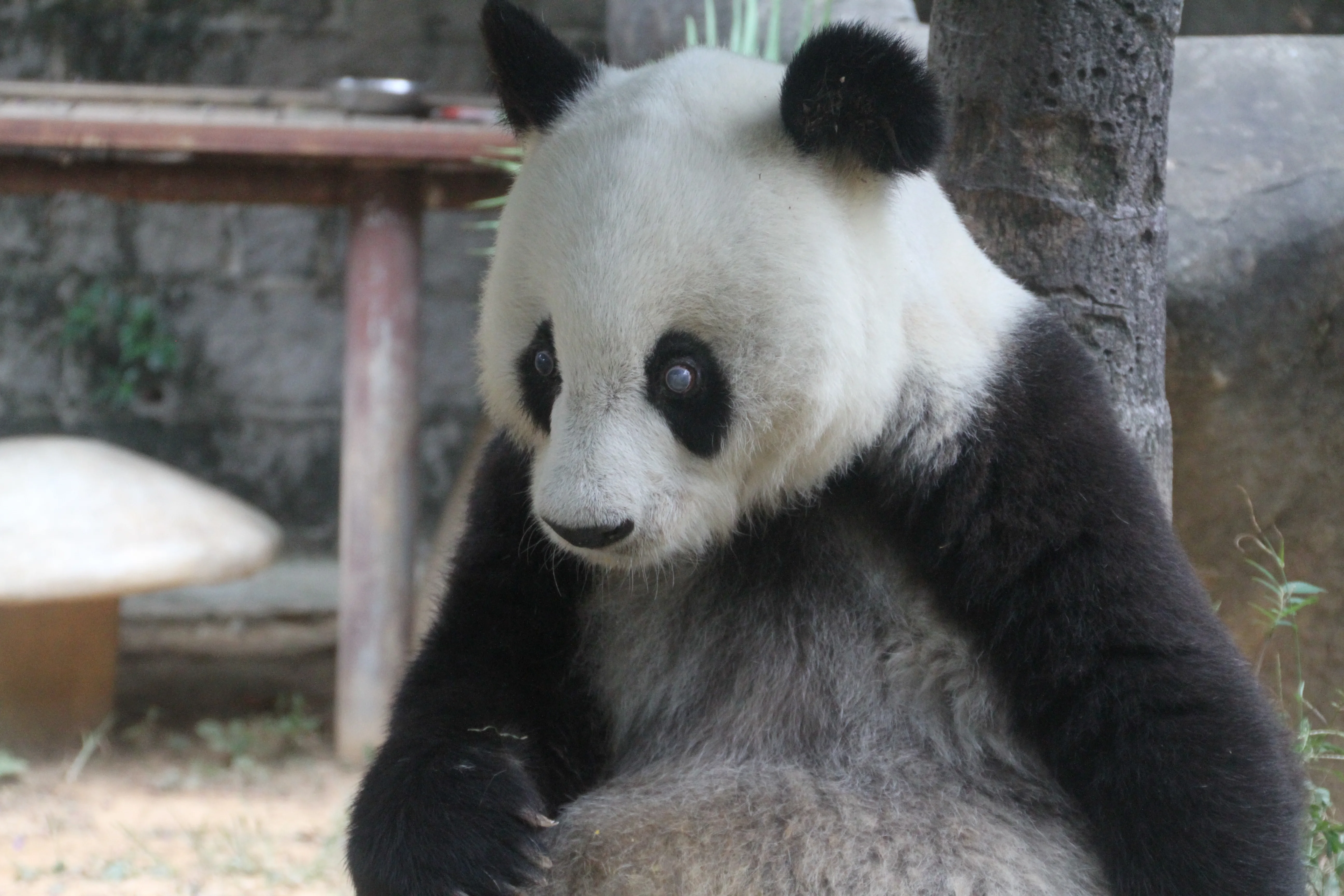 Fuzhou Panda World