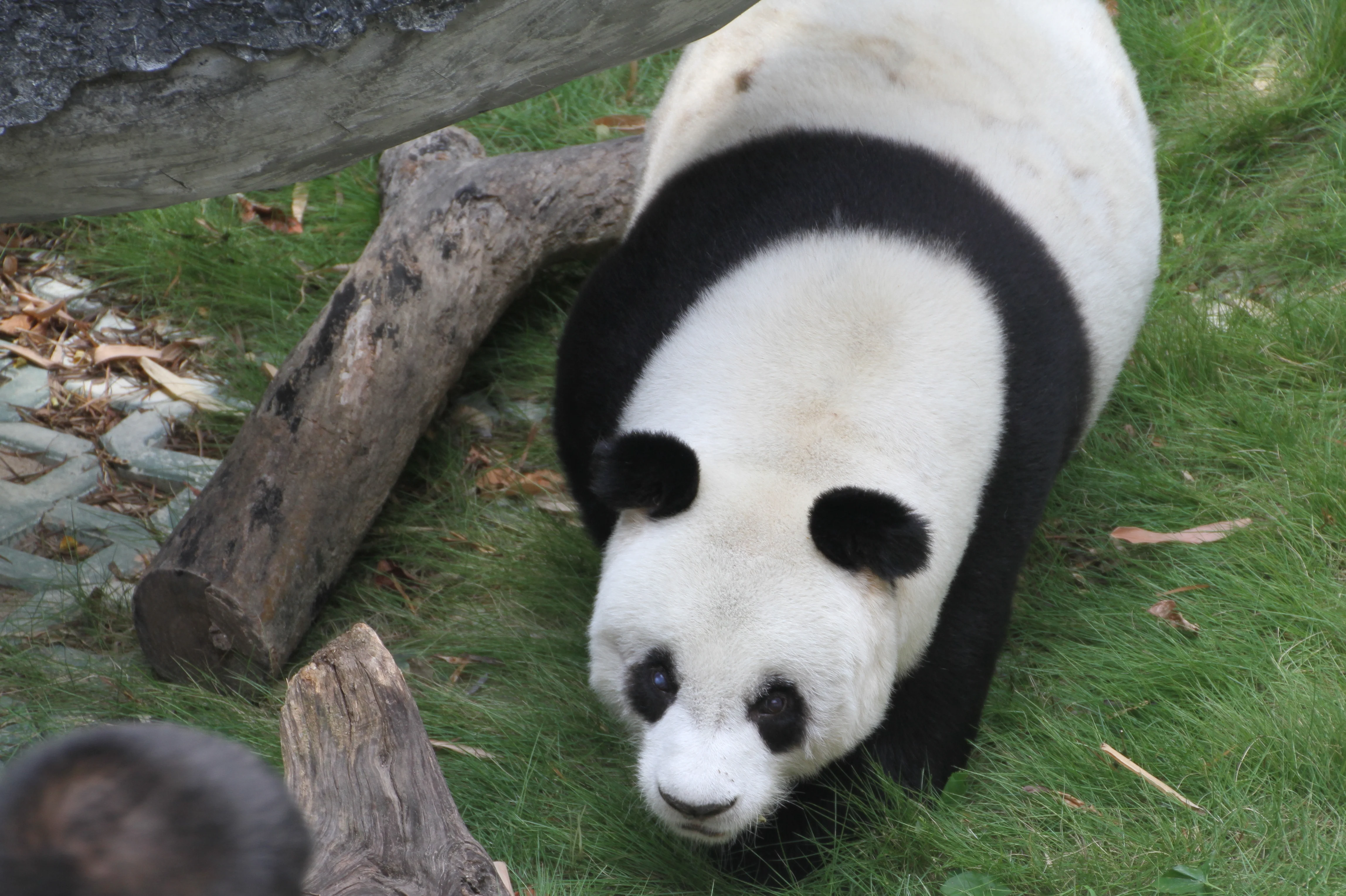 Fuzhou Panda World
