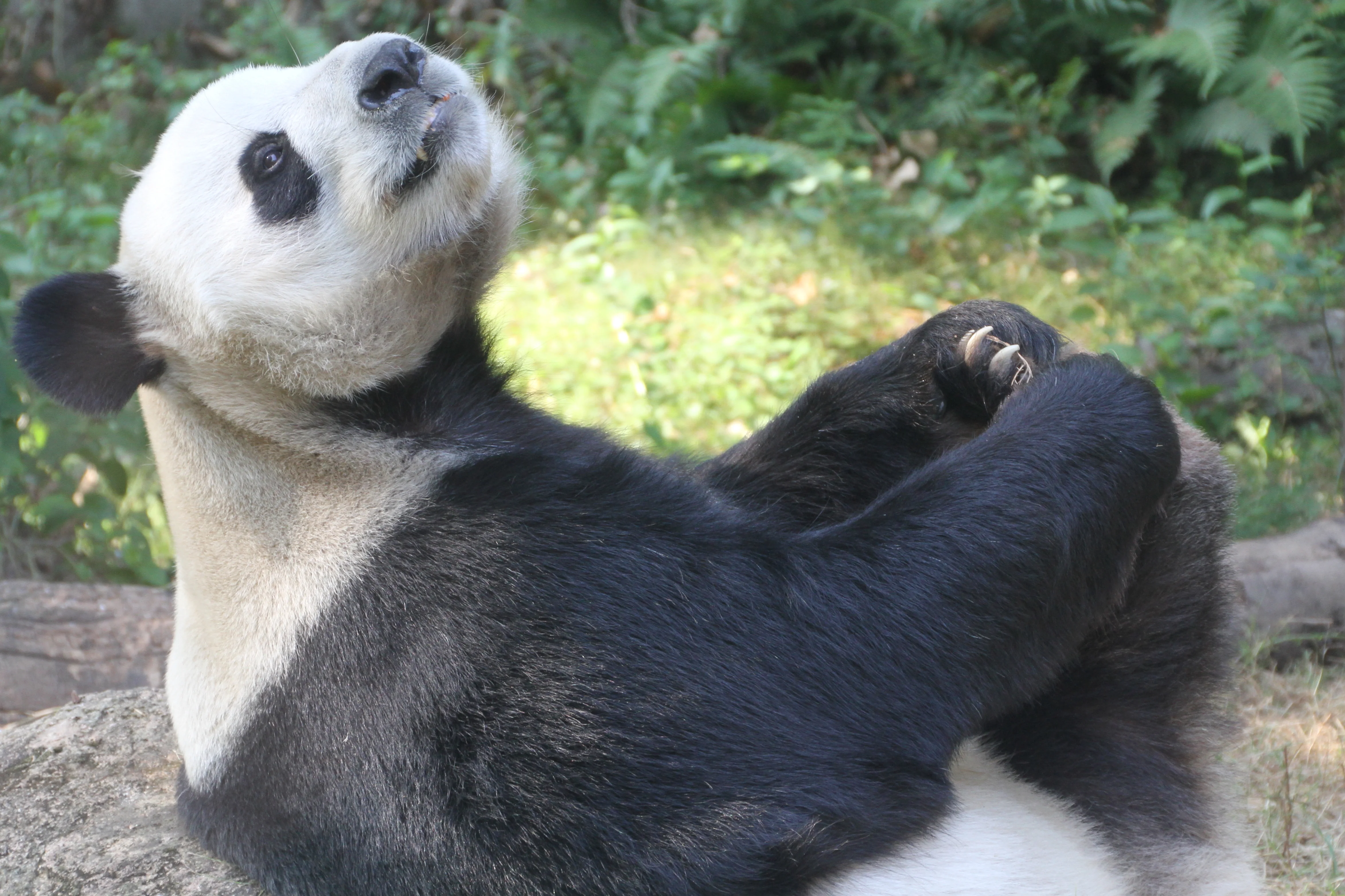 Fuzhou Panda World