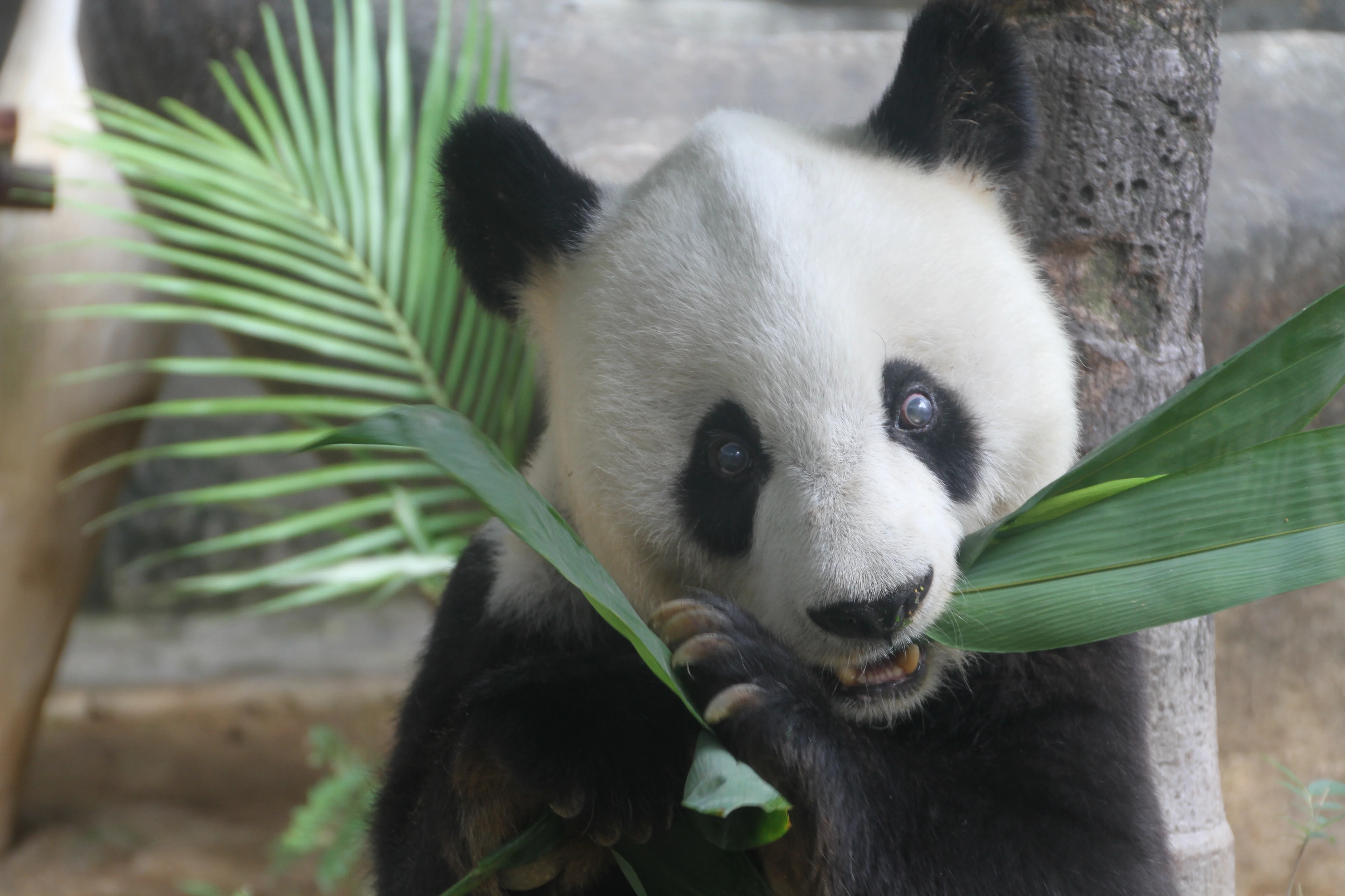 Fuzhou Panda World