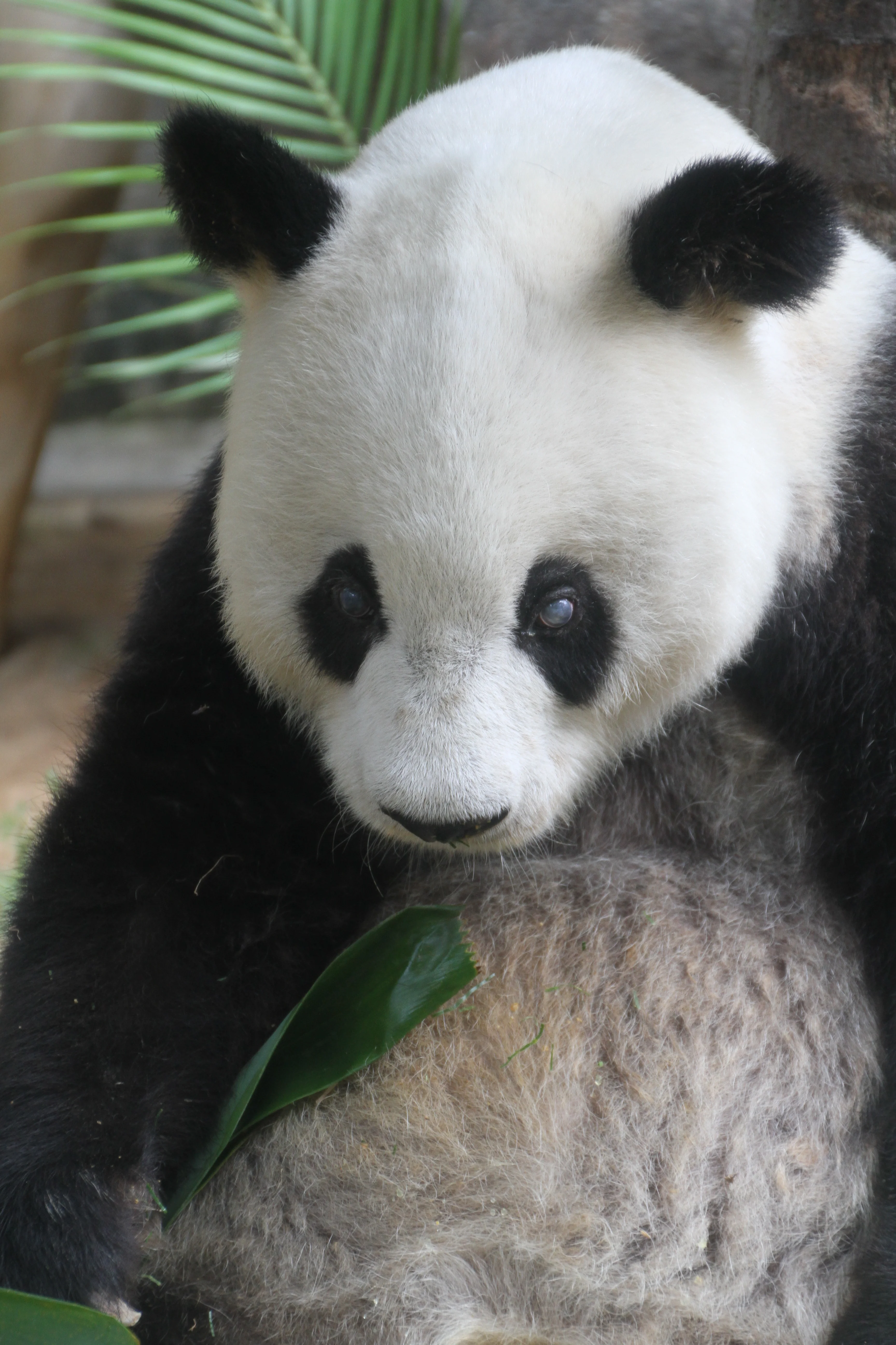 Fuzhou Panda World