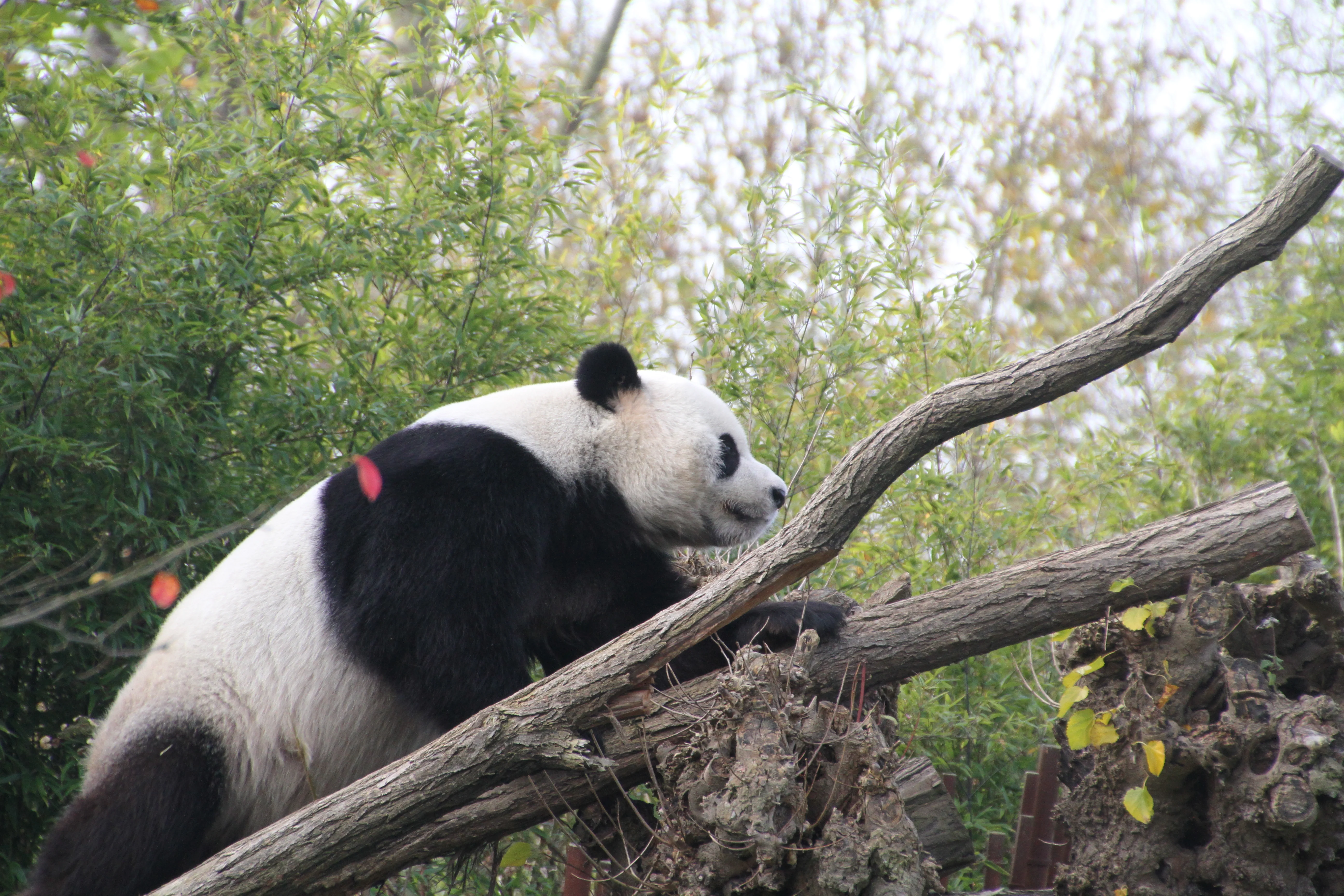 Pairi Daiza