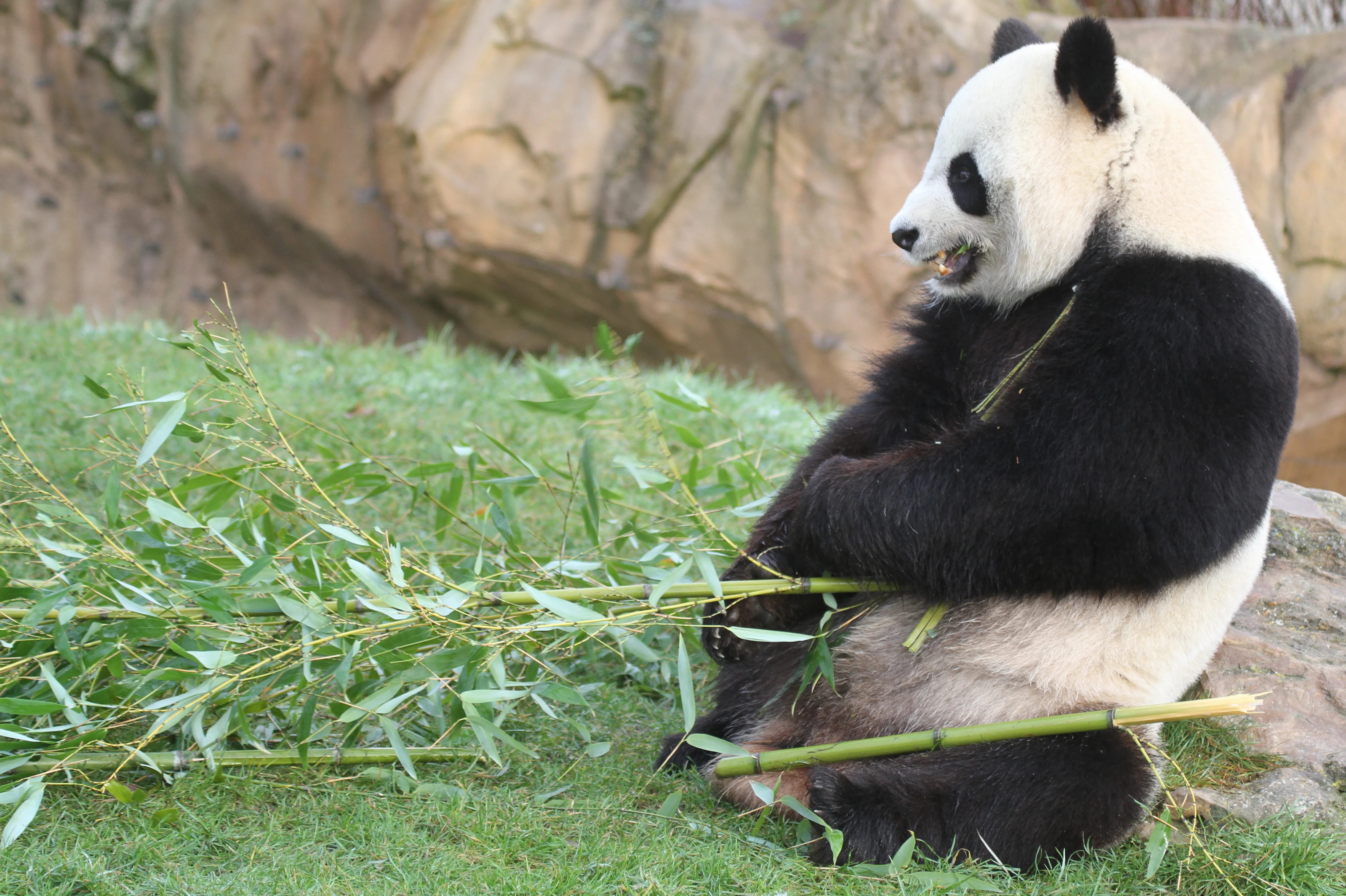 ZooParc de Beauval