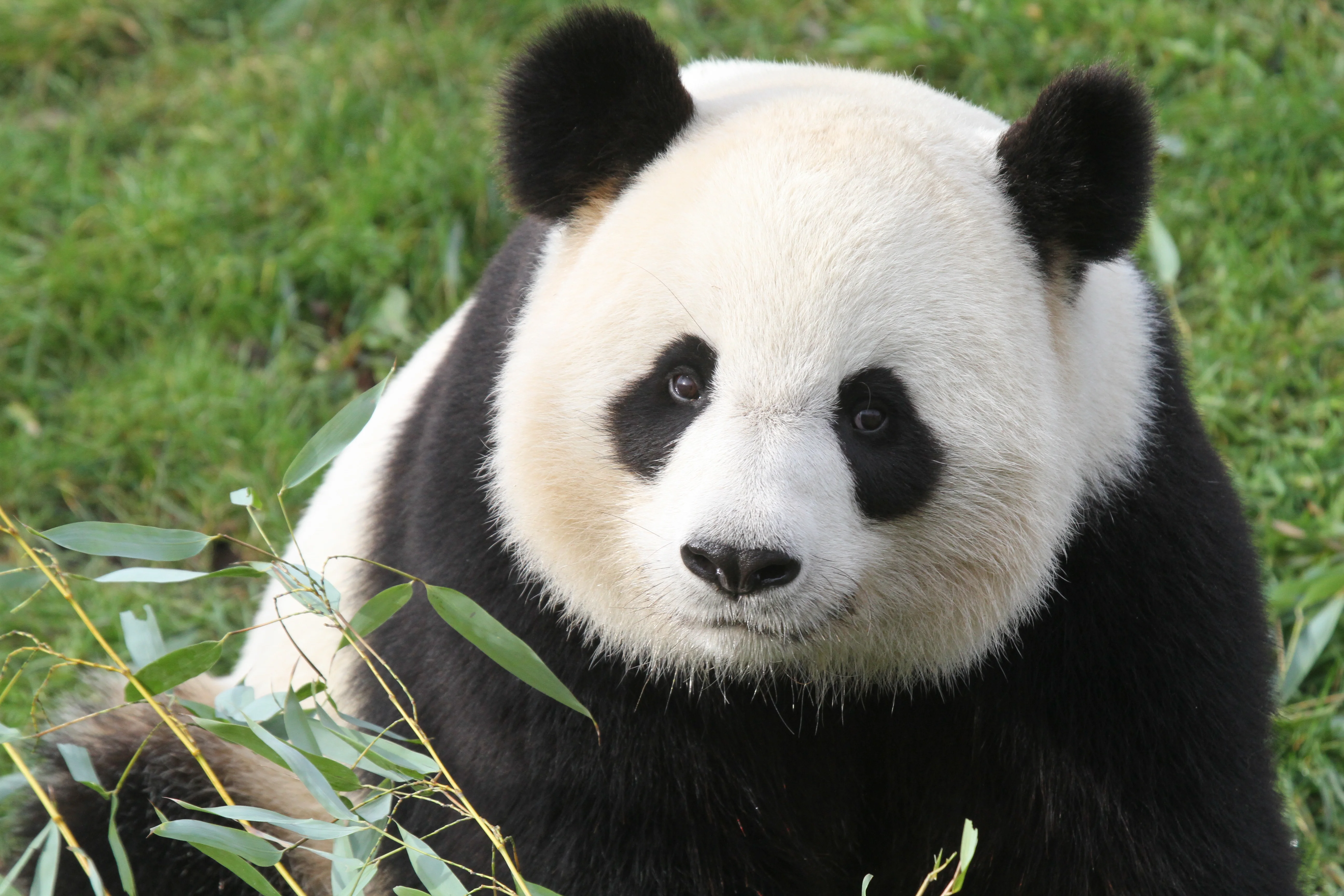 ZooParc de Beauval