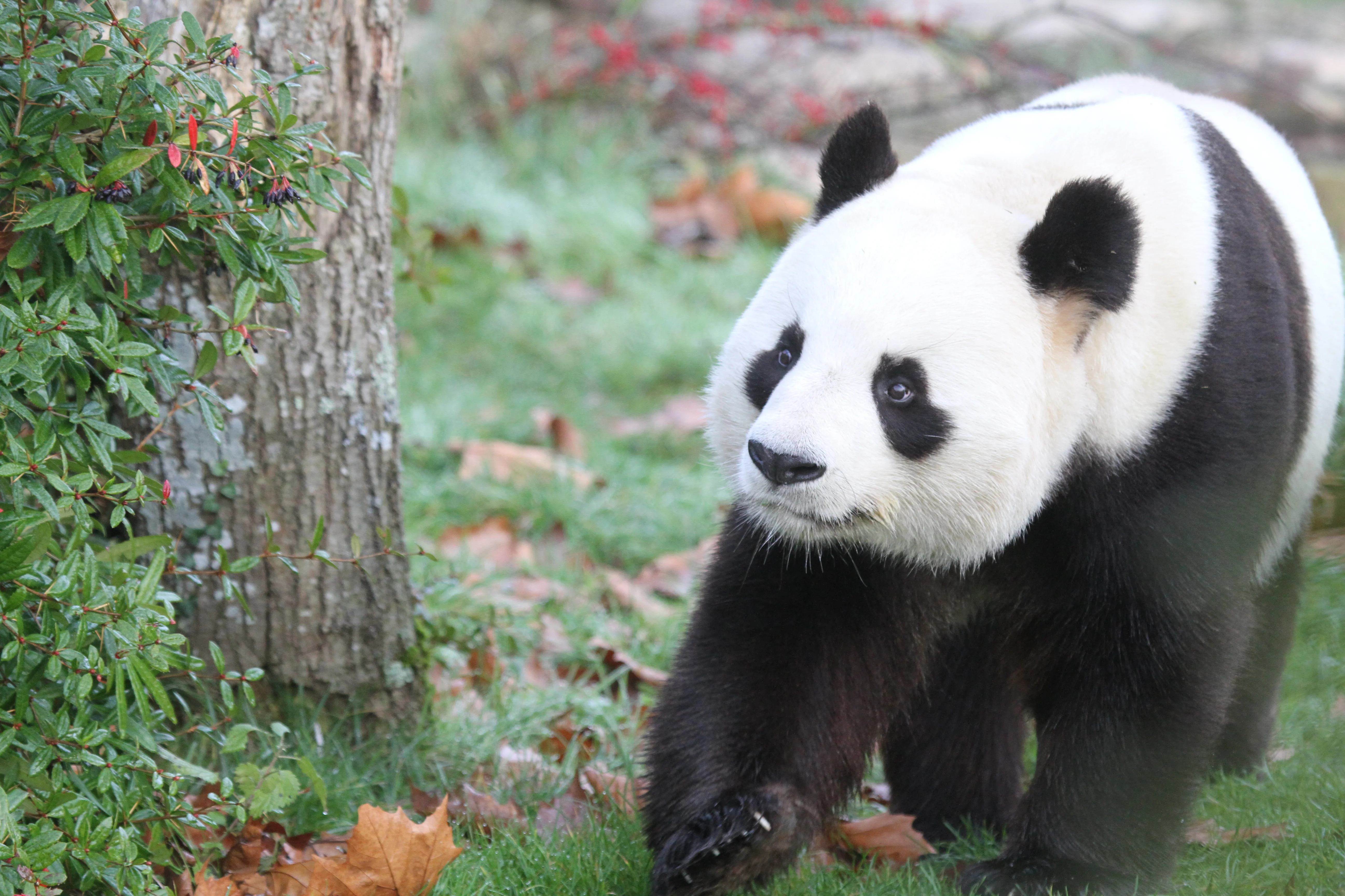 ZooParc de Beauval