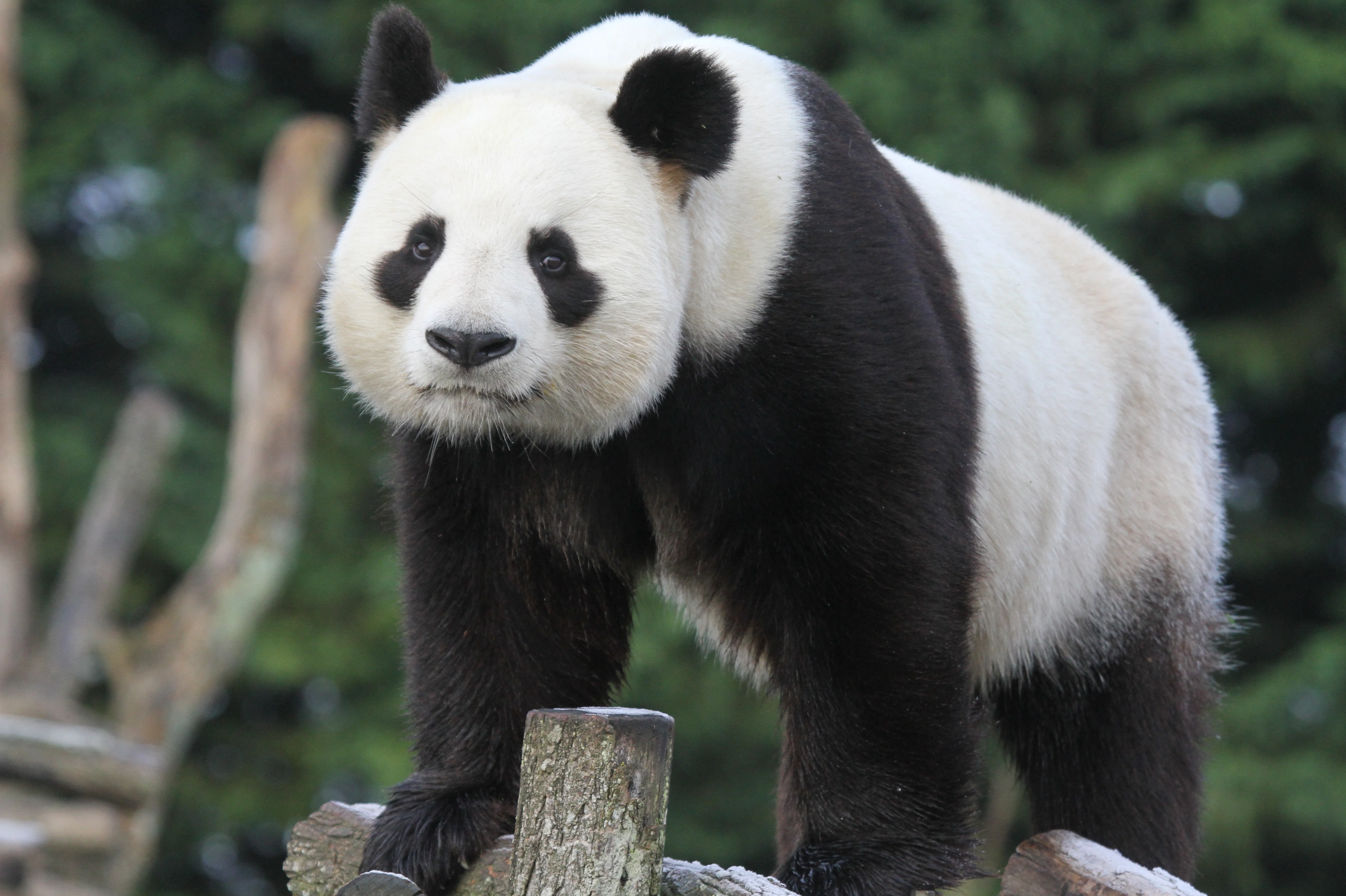 ZooParc de Beauval