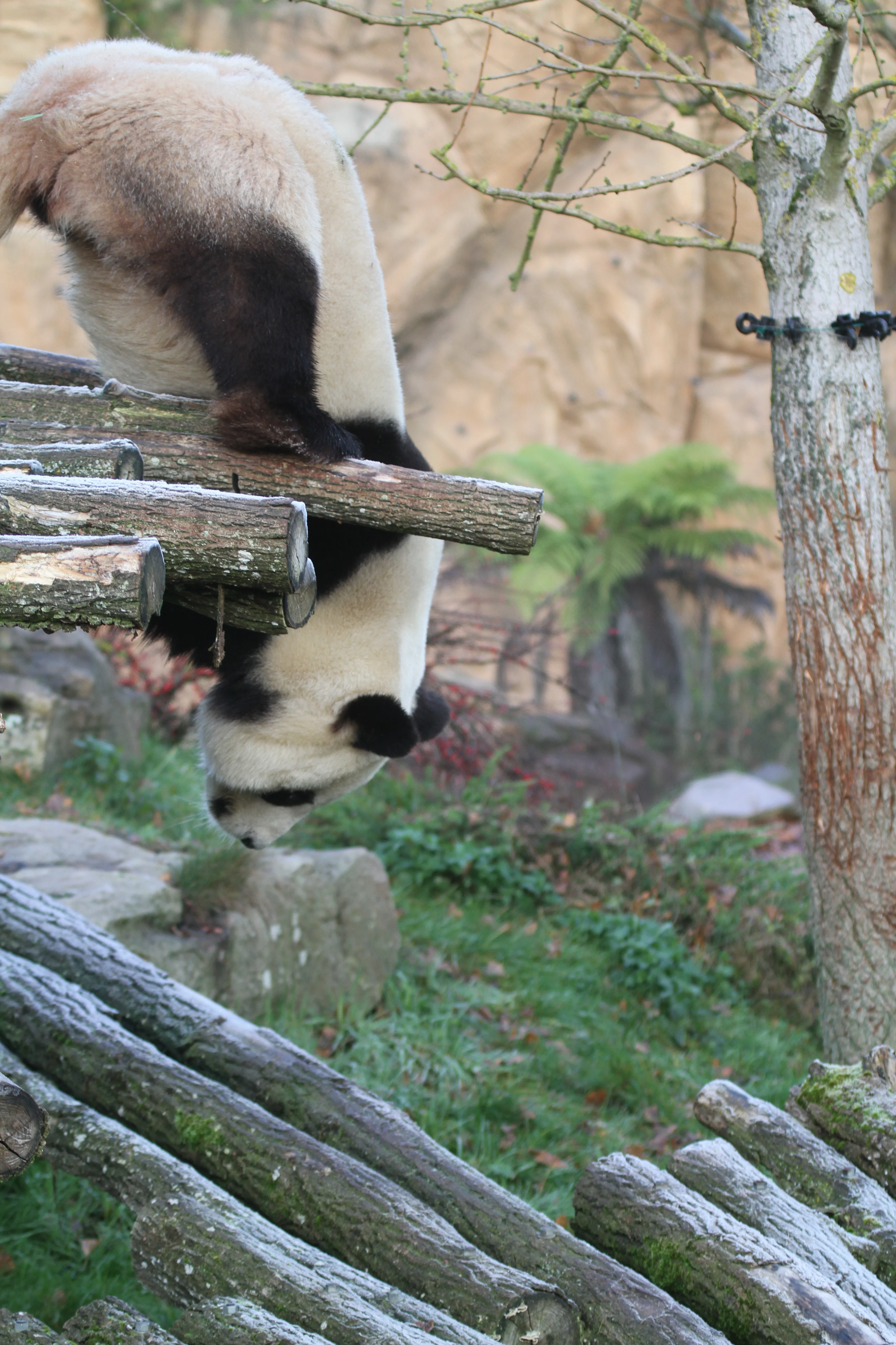 ZooParc de Beauval