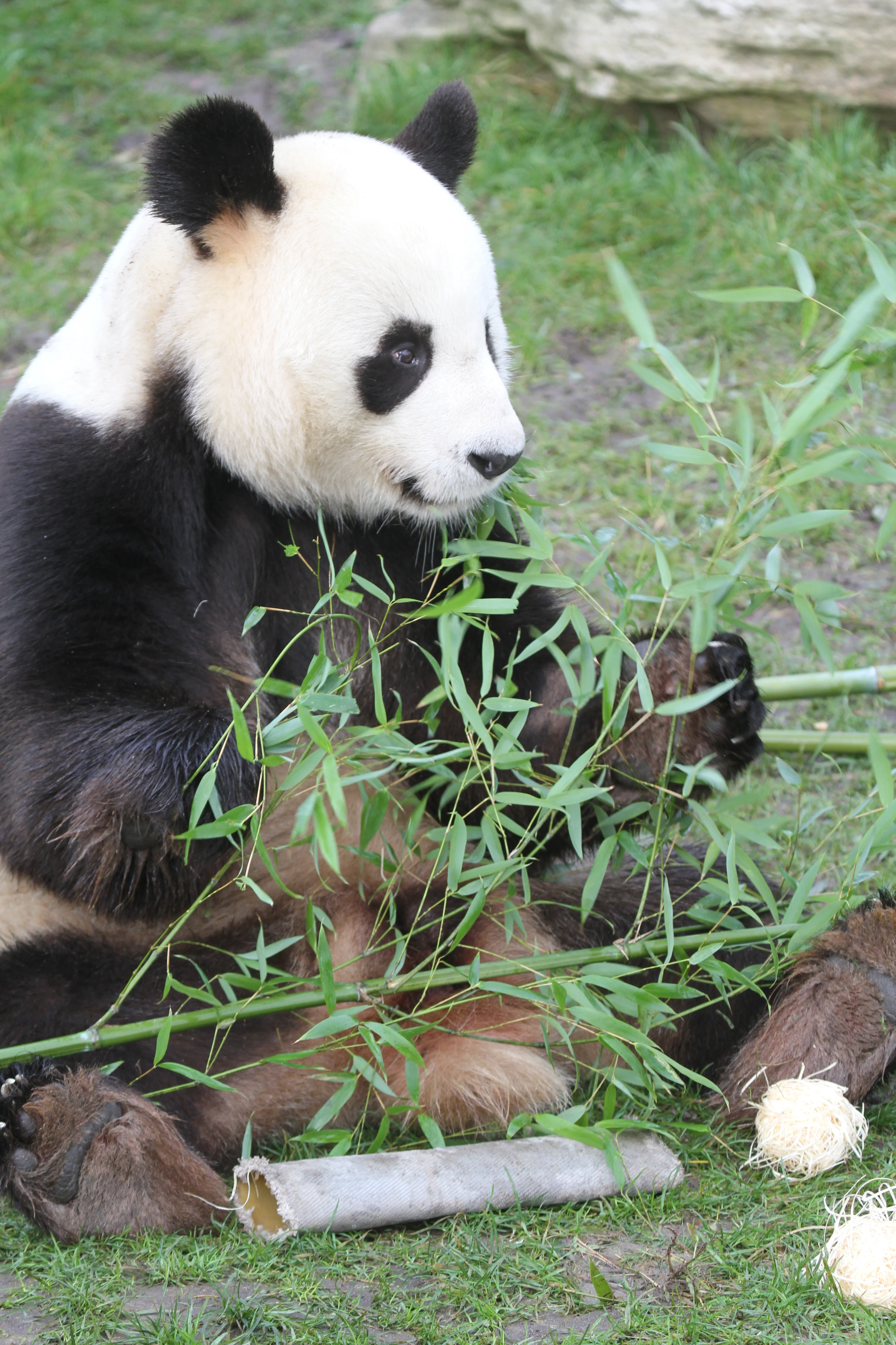ZooParc de Beauval