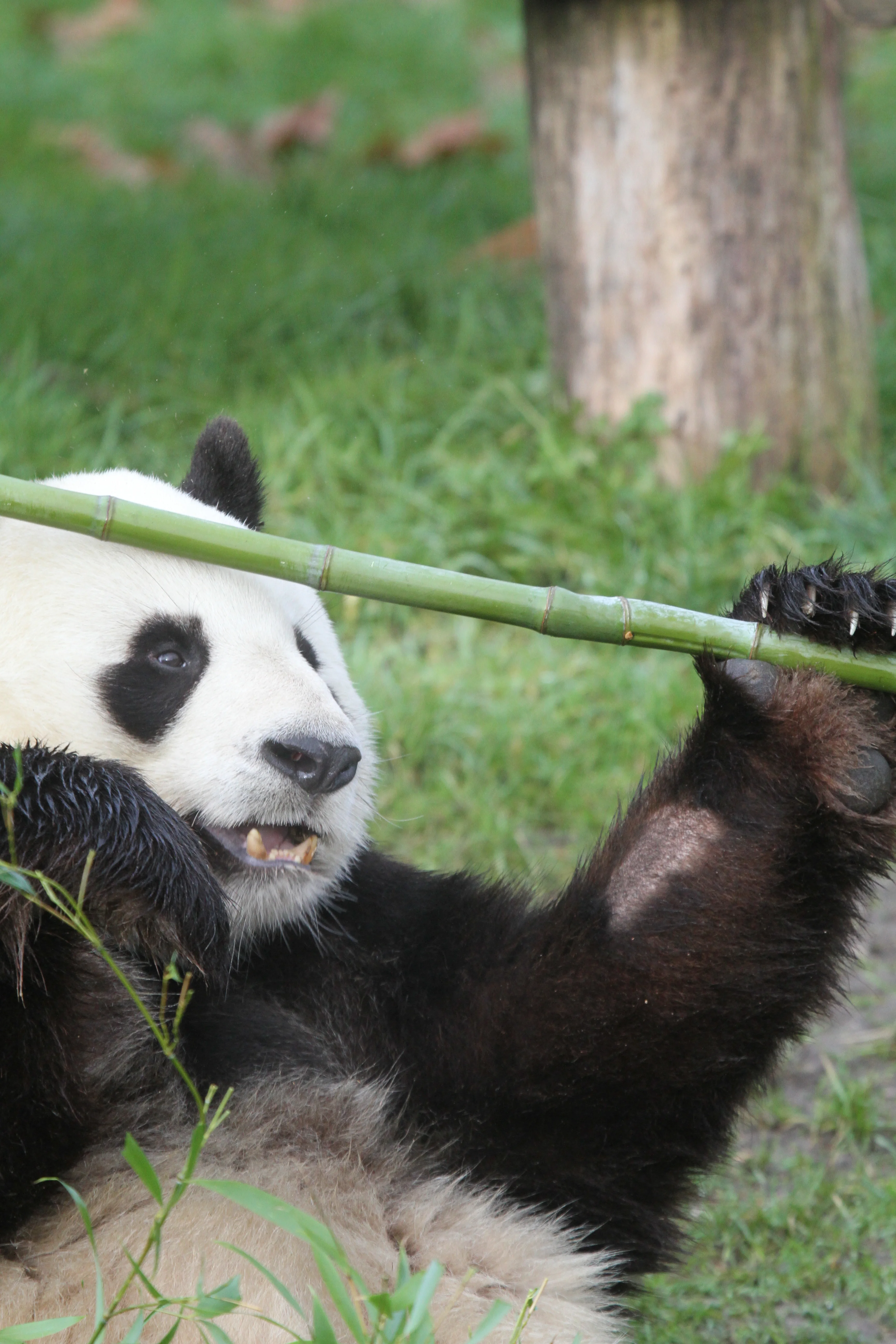 ZooParc de Beauval