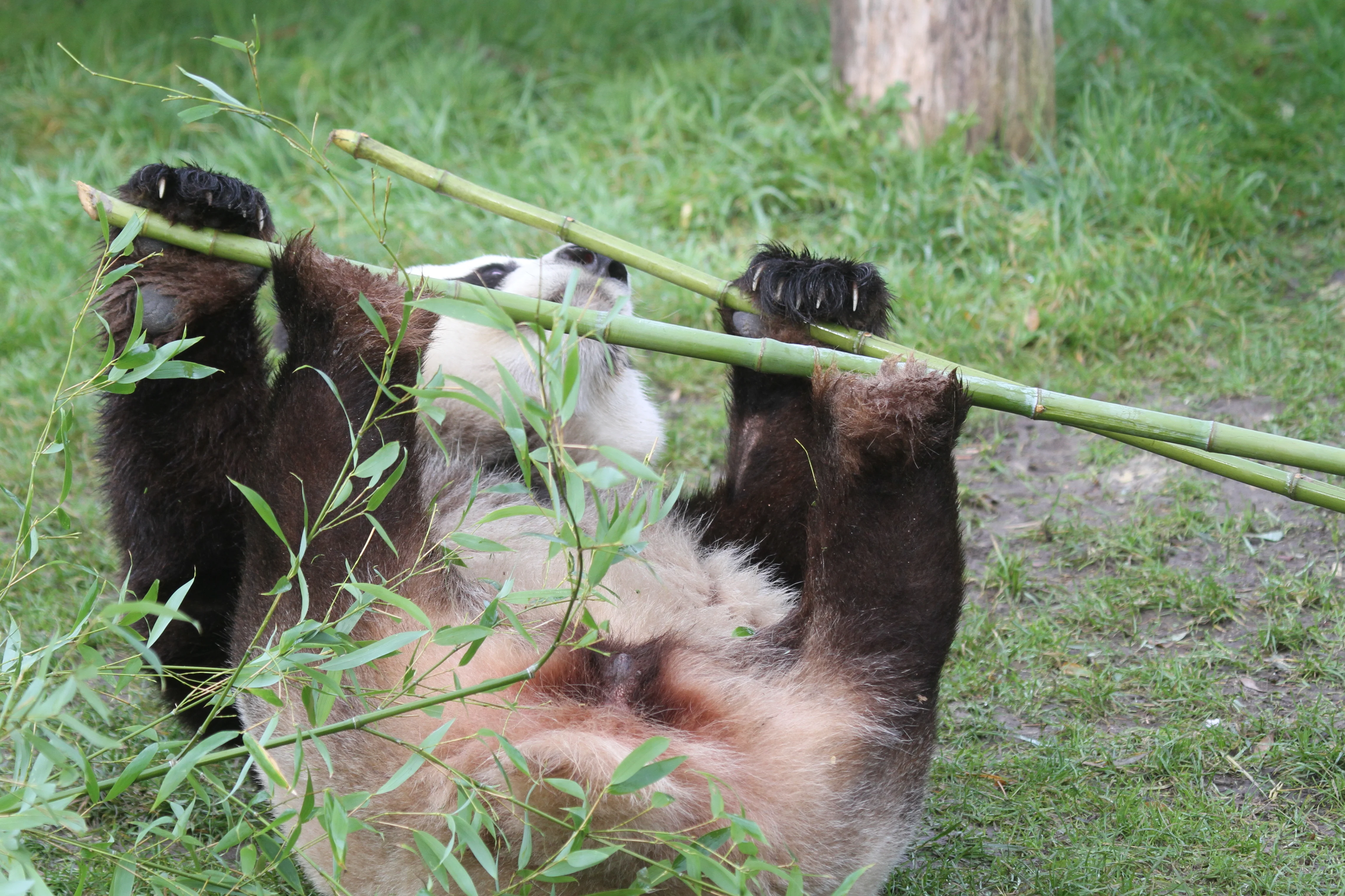 ZooParc de Beauval