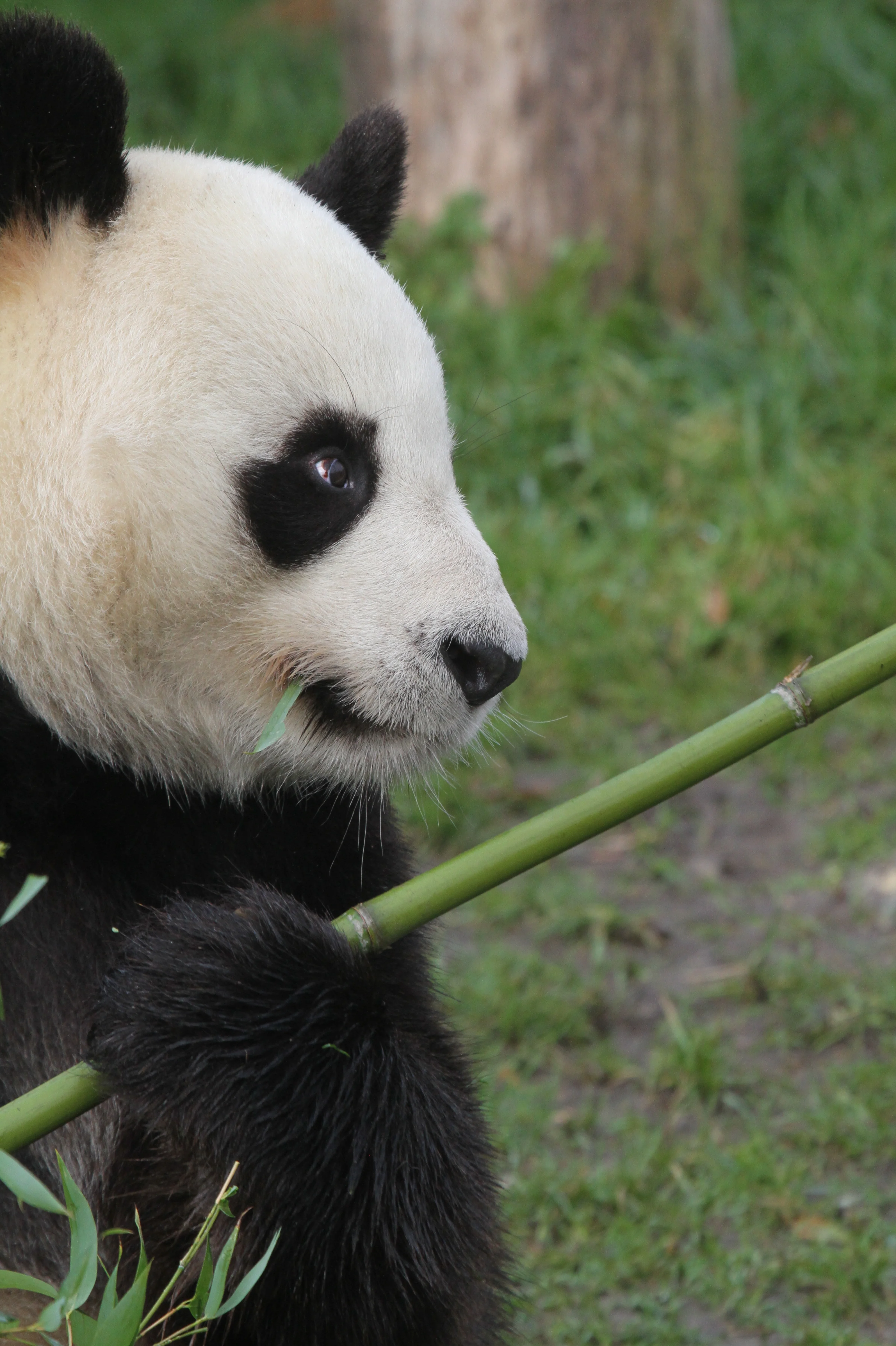 ZooParc de Beauval