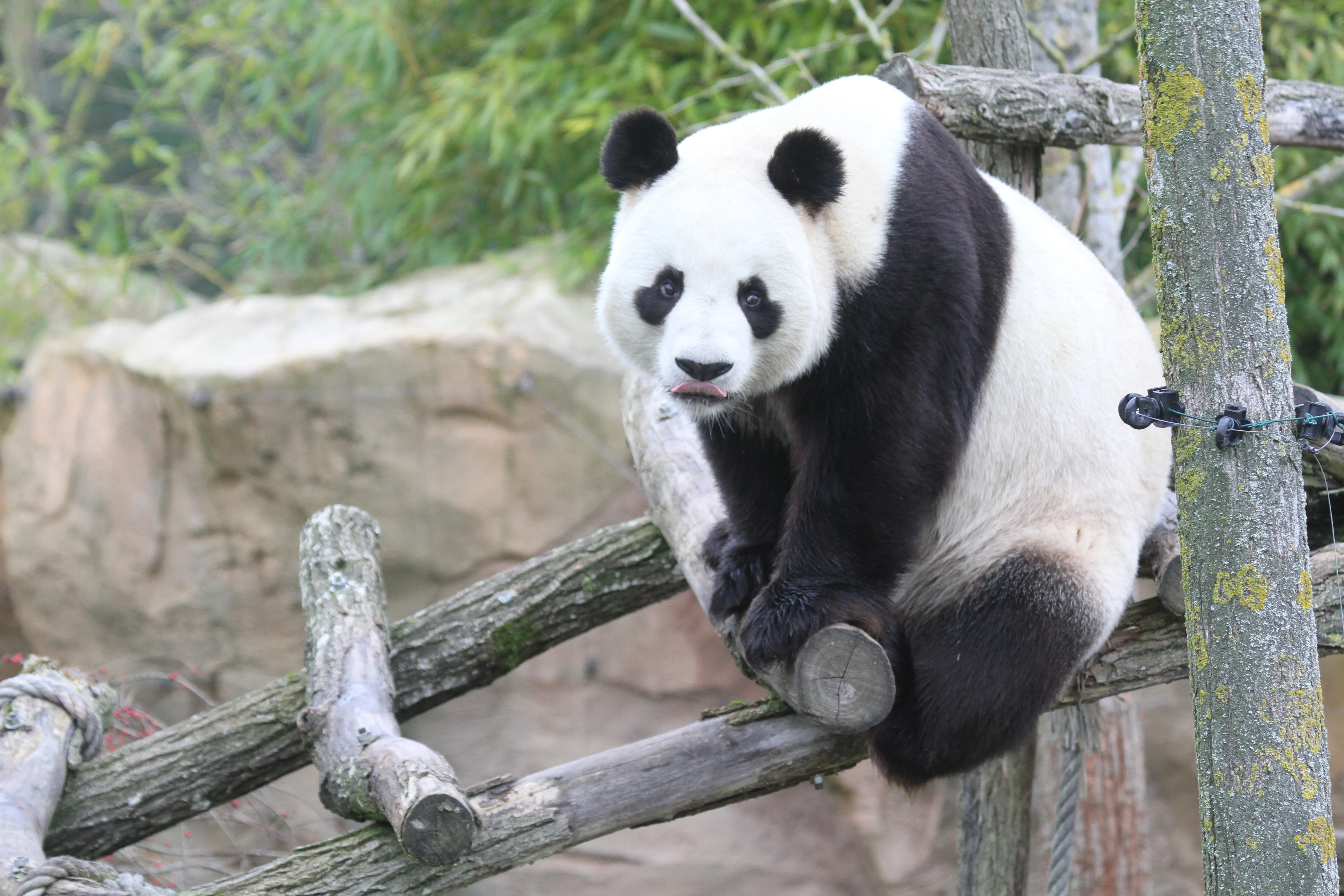 ZooParc de Beauval