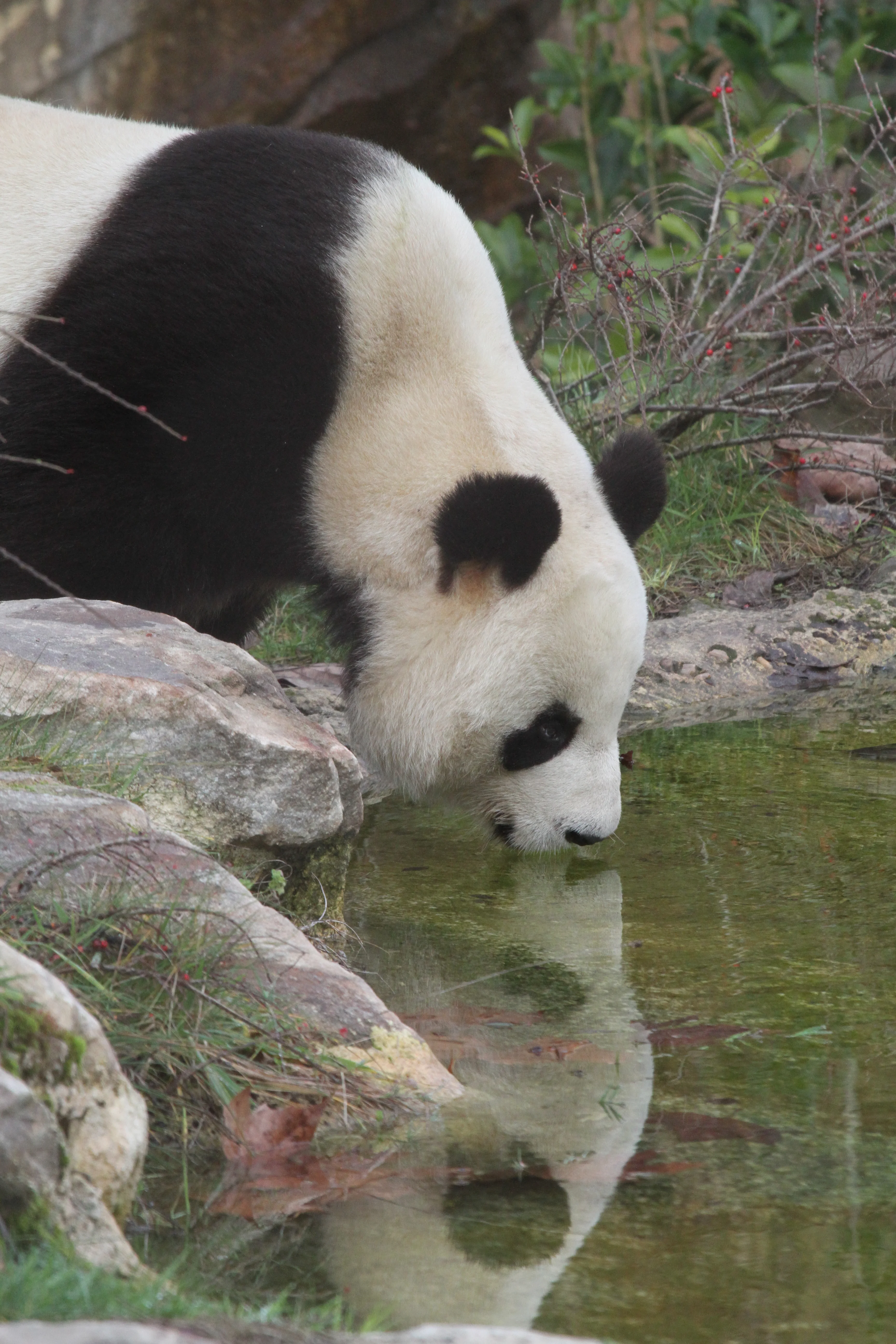 ZooParc de Beauval