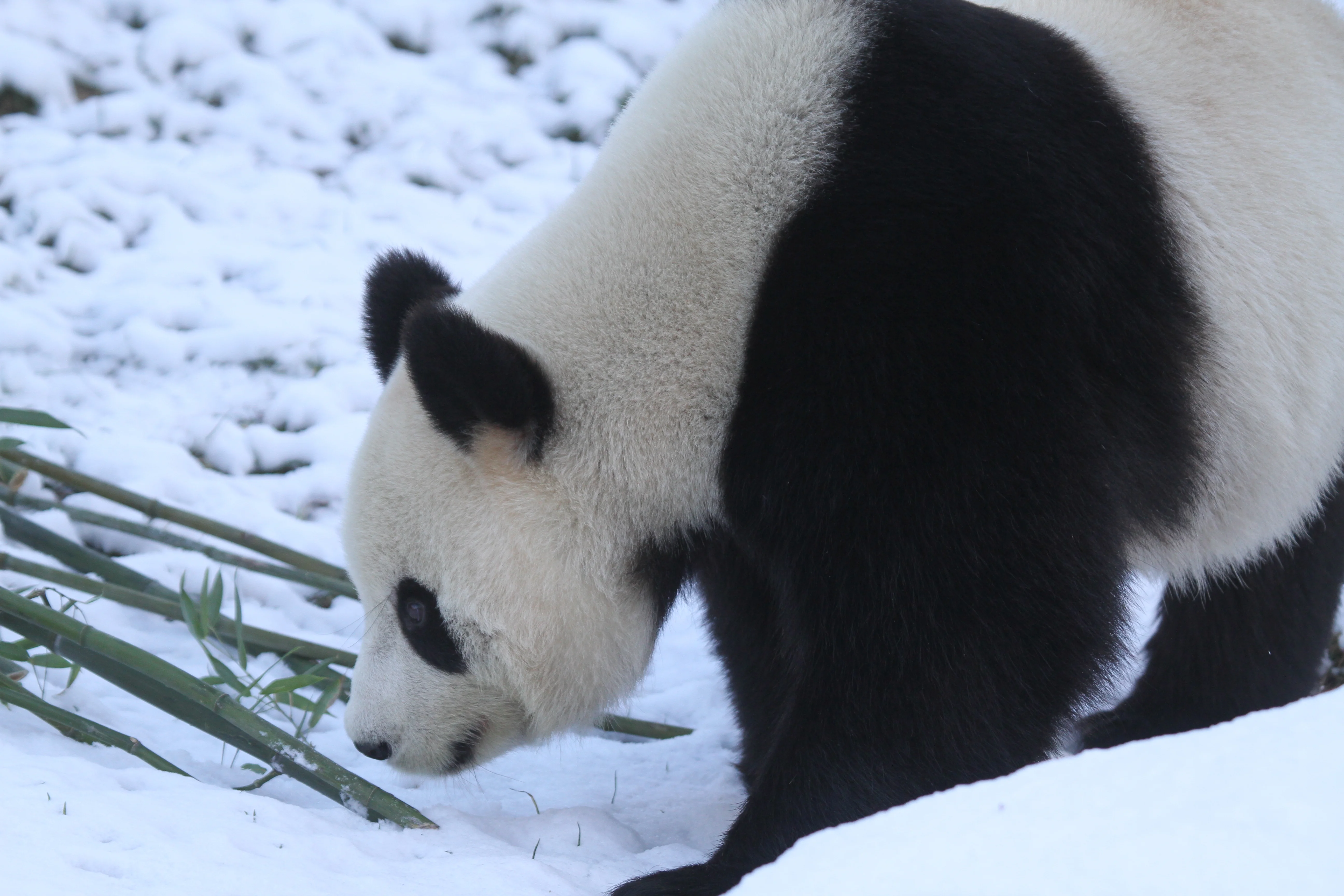 Pairi Daiza
