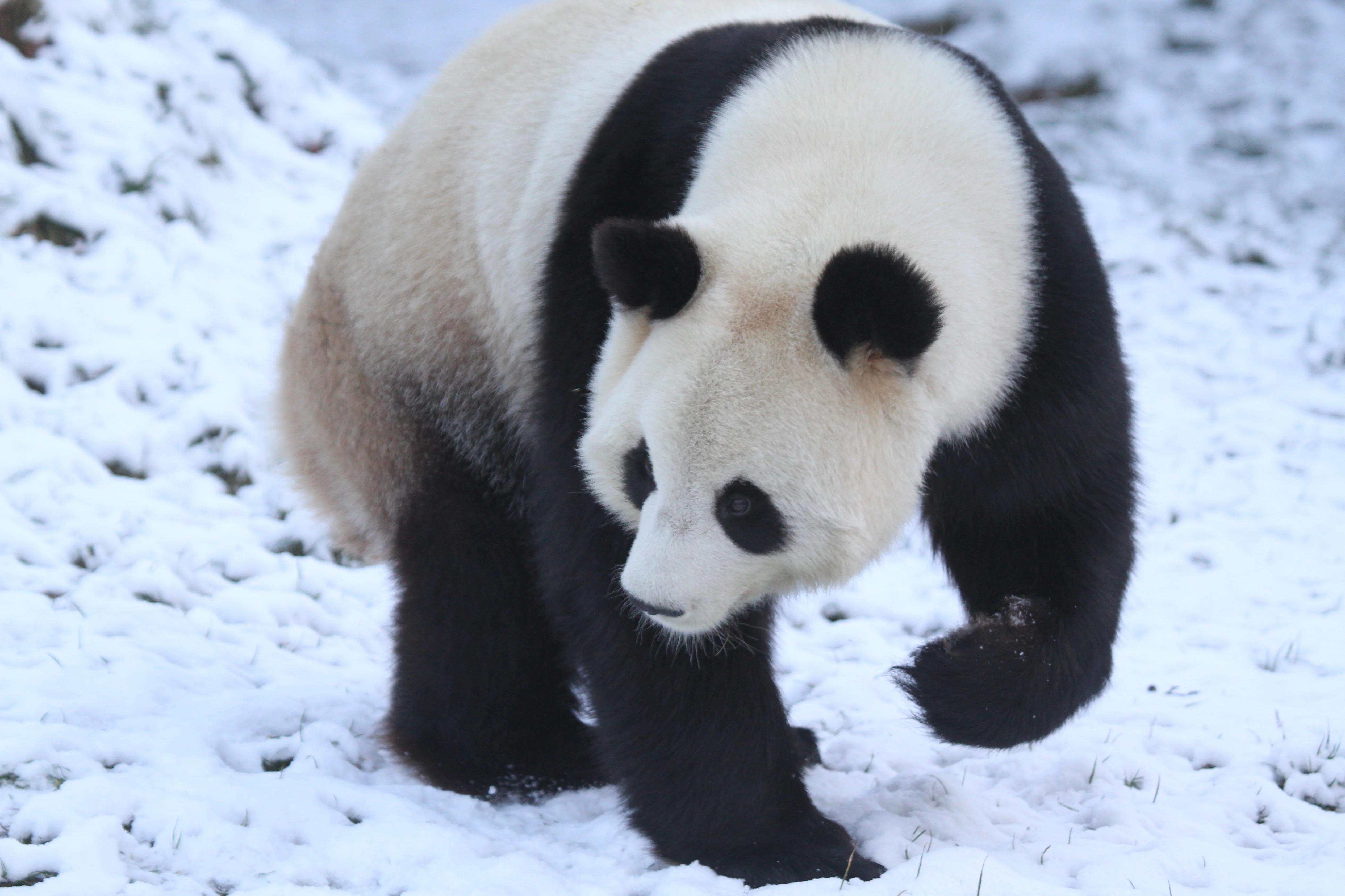 Pairi Daiza