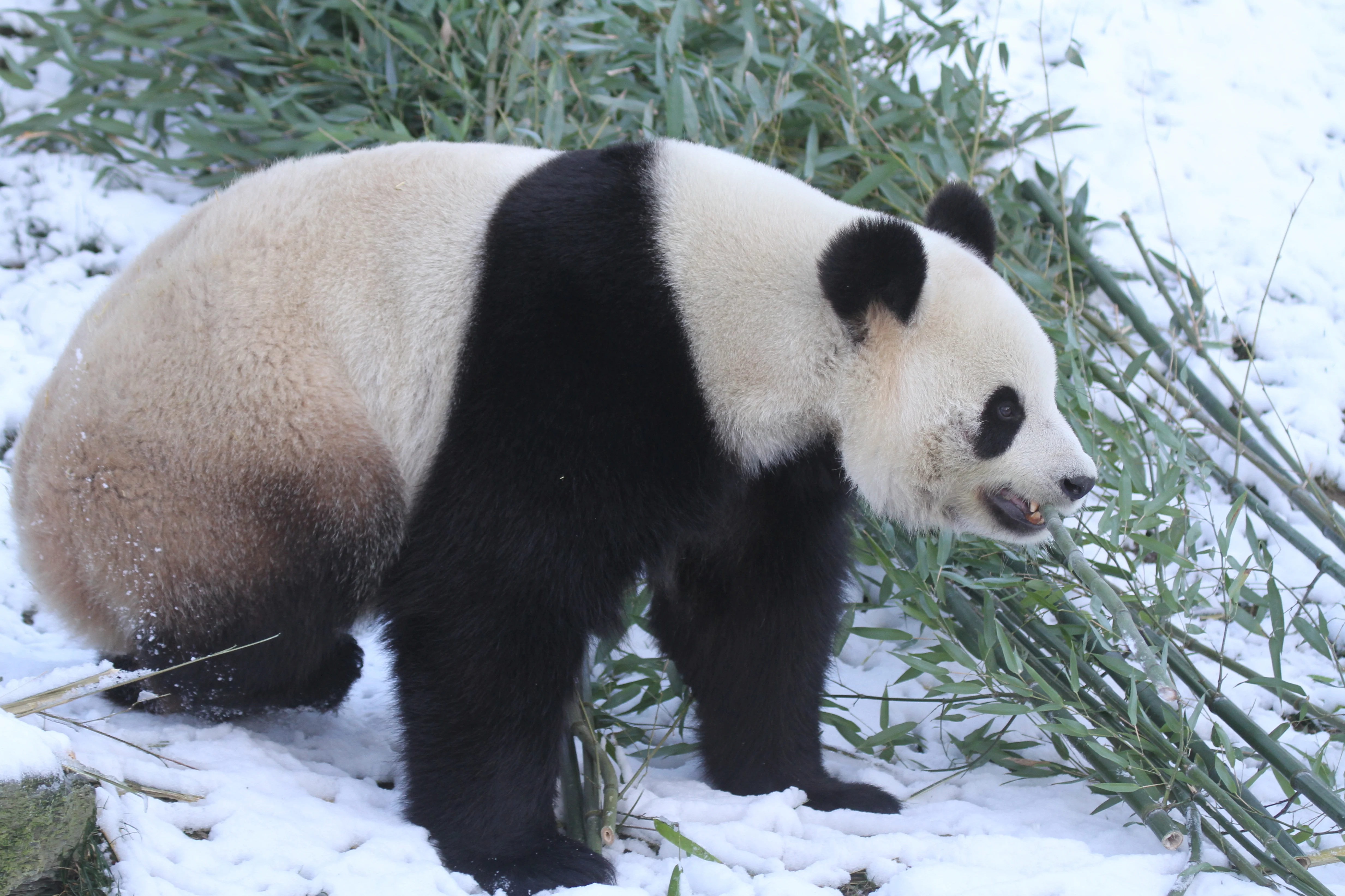 Pairi Daiza
